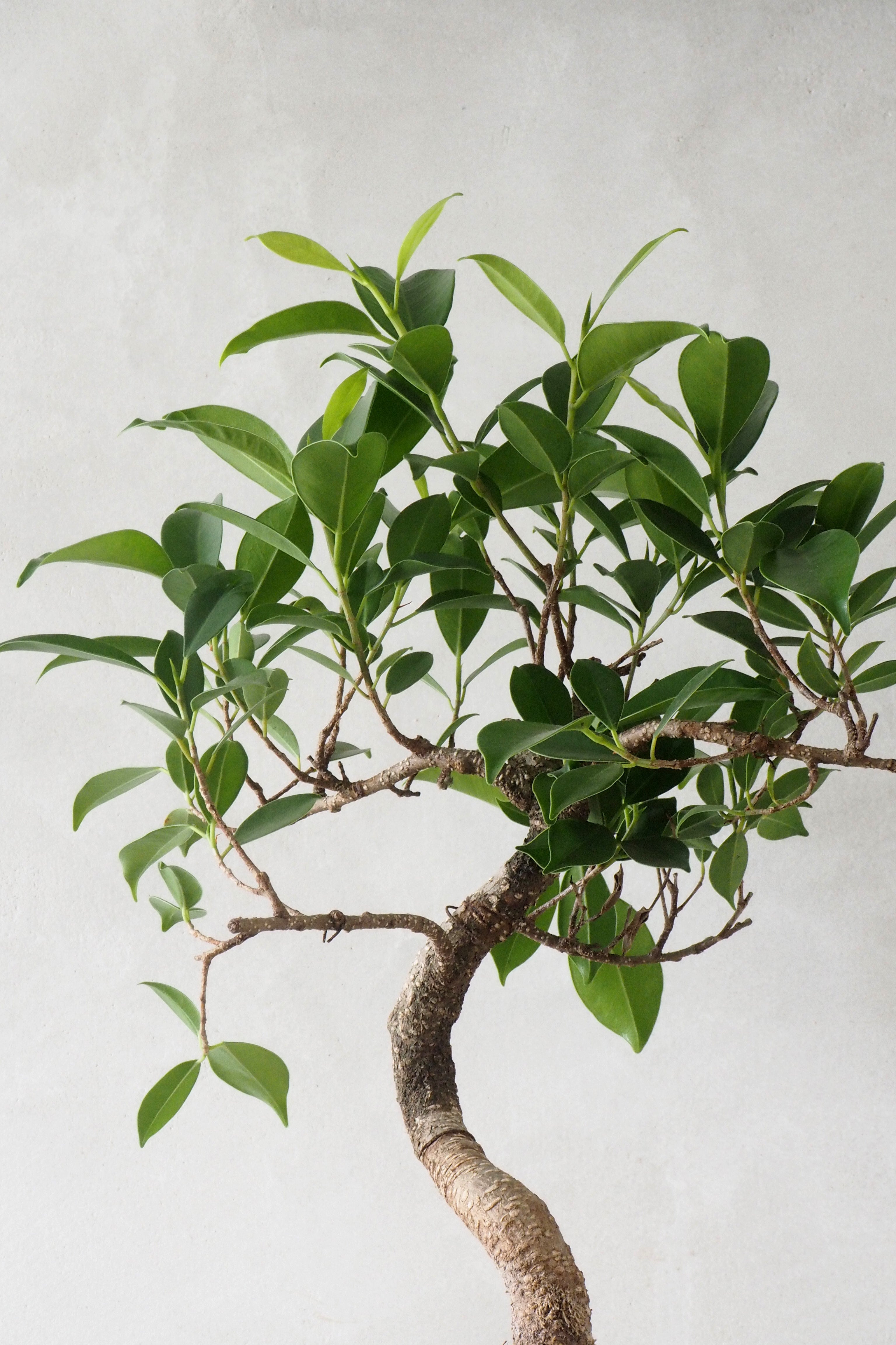 Bonsai Ficus, Beige, rund
