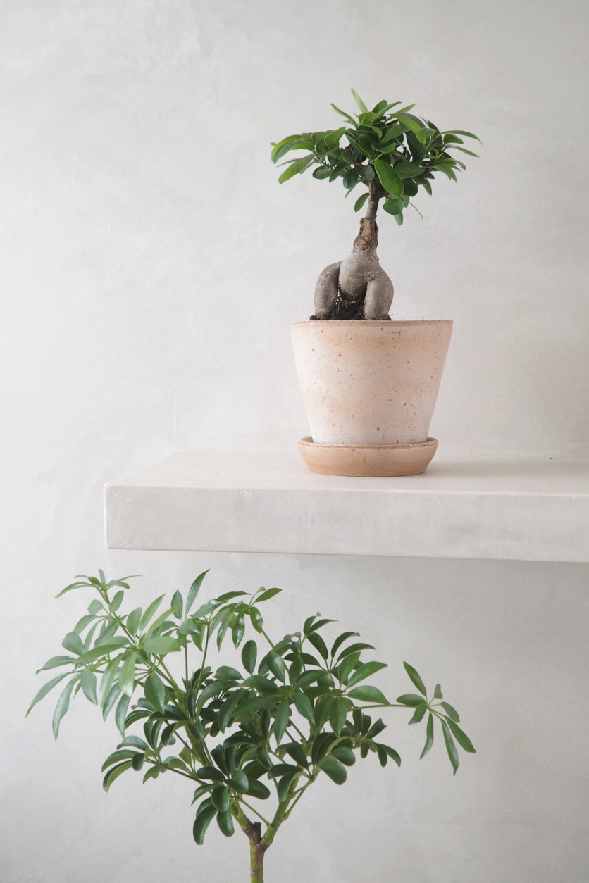 Opstammet Schefflera