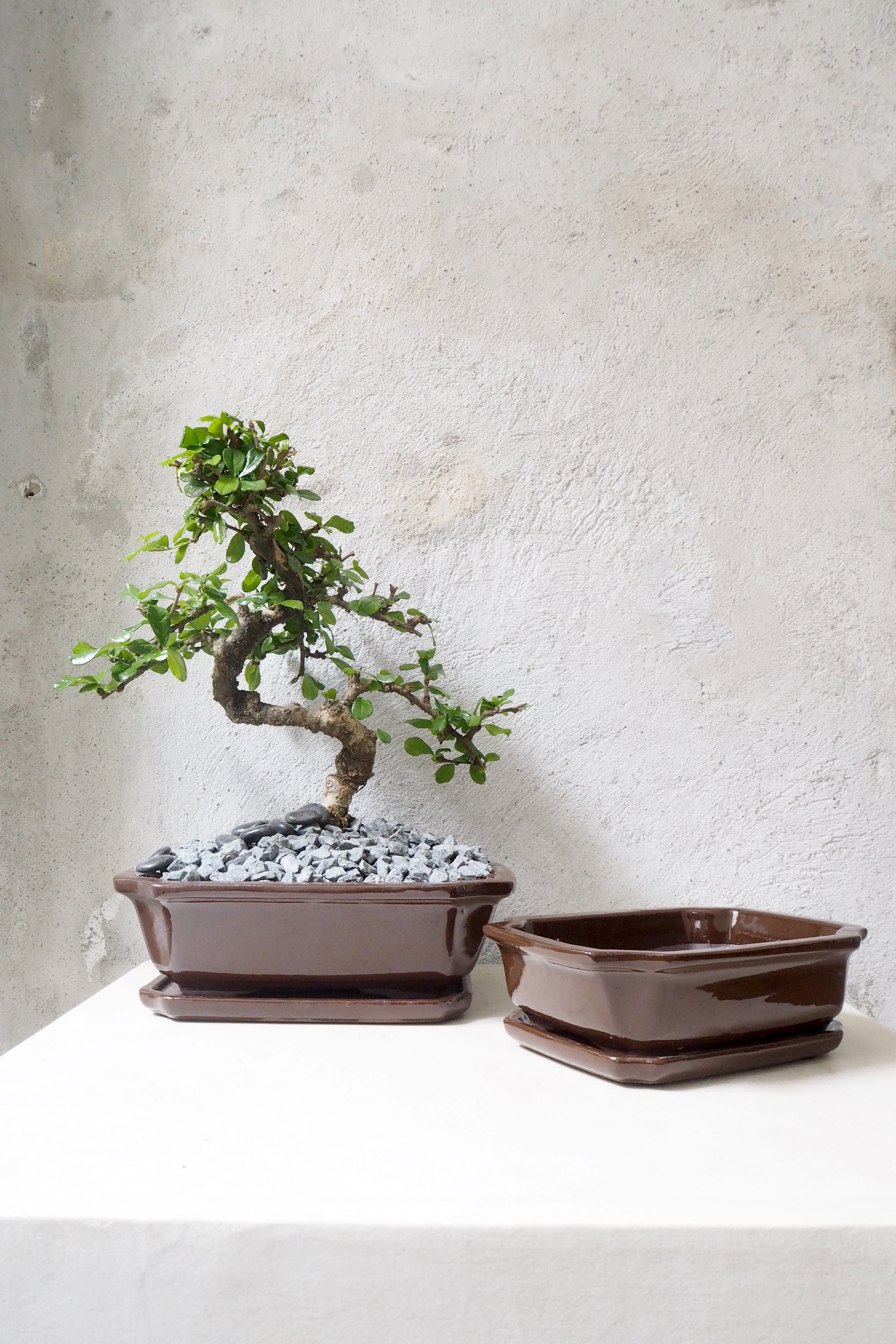 Bonsai krukke
