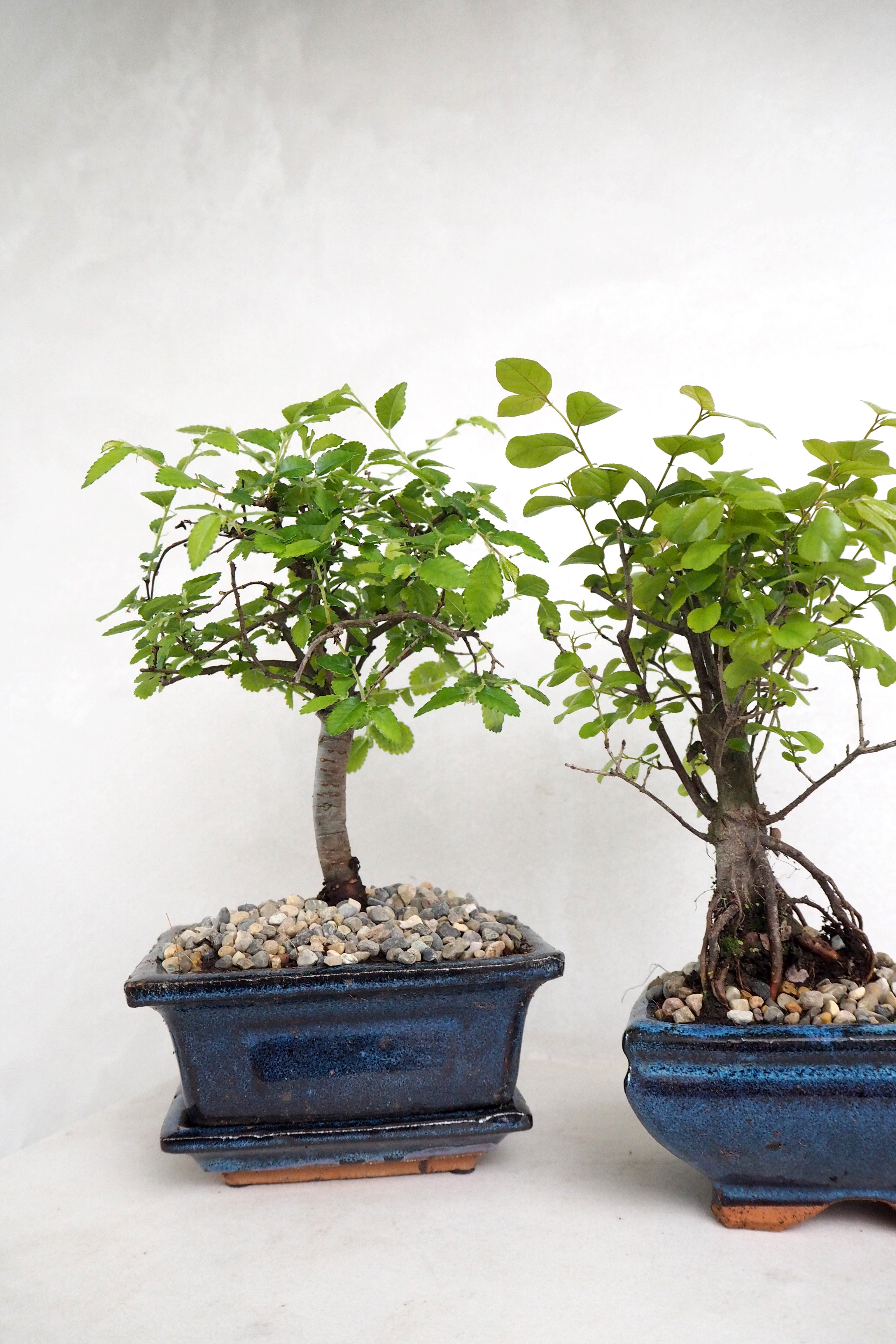 Bonsai Zelkova, lille