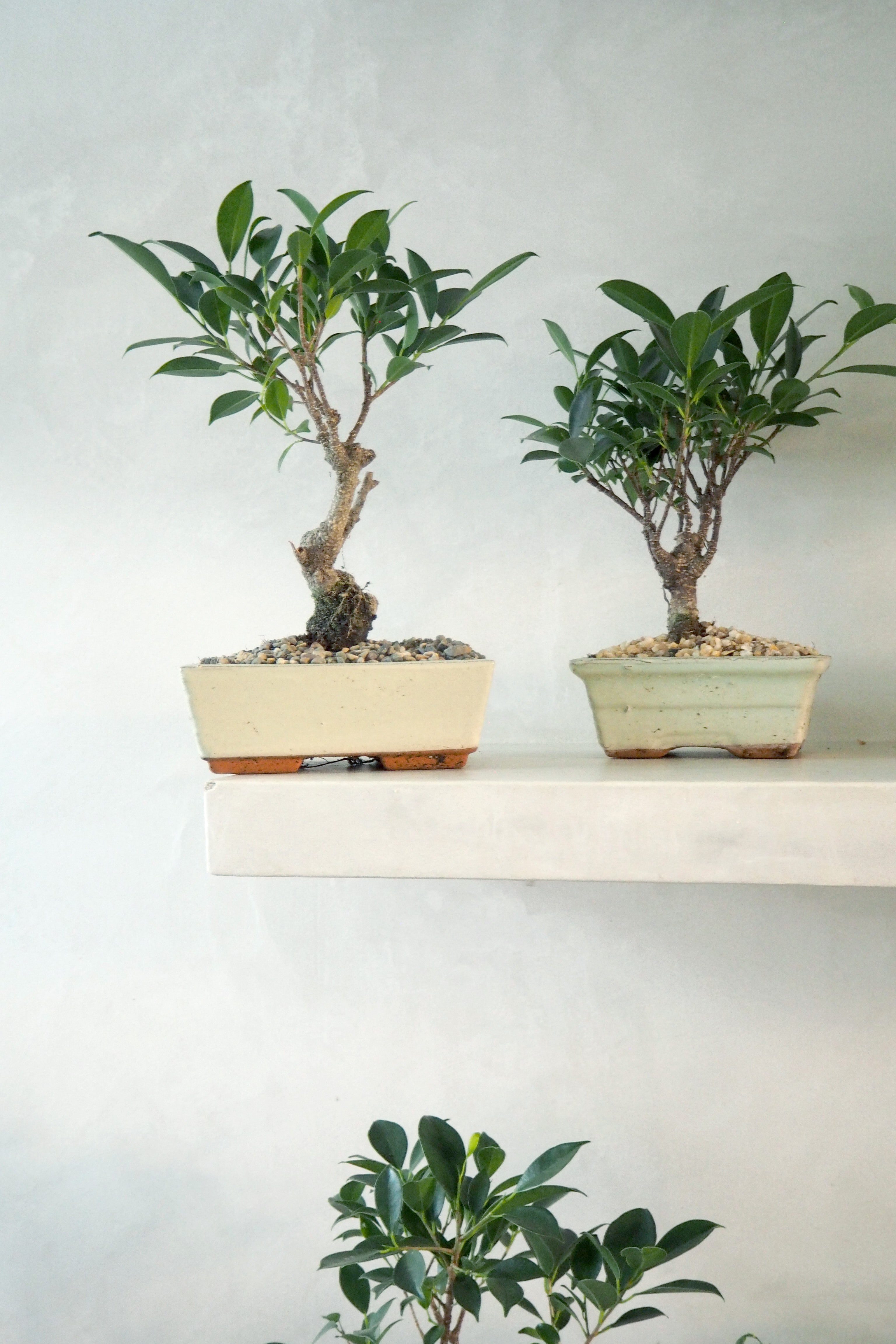 Bonsai Ficus, beige, large