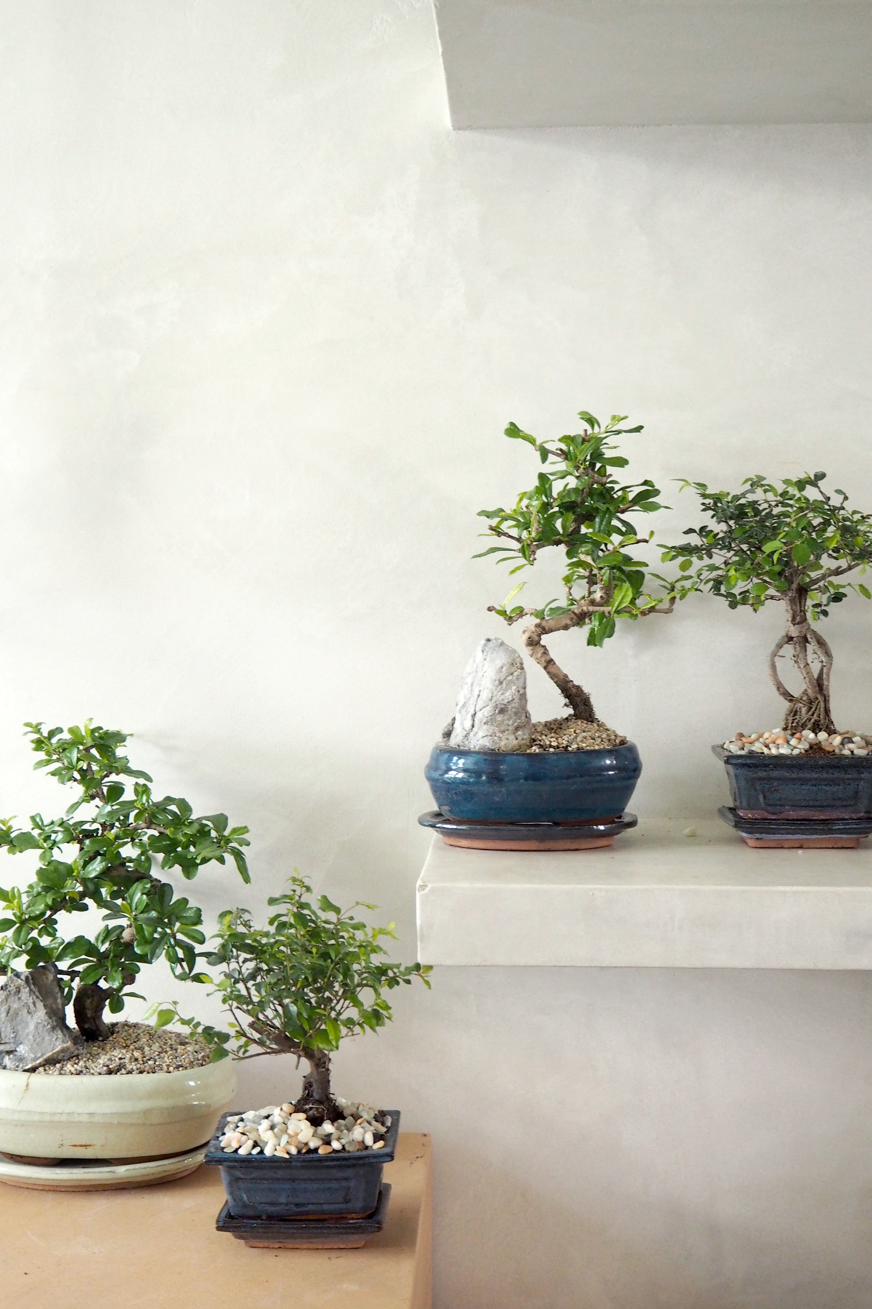 Bonsai Zelkova, lille