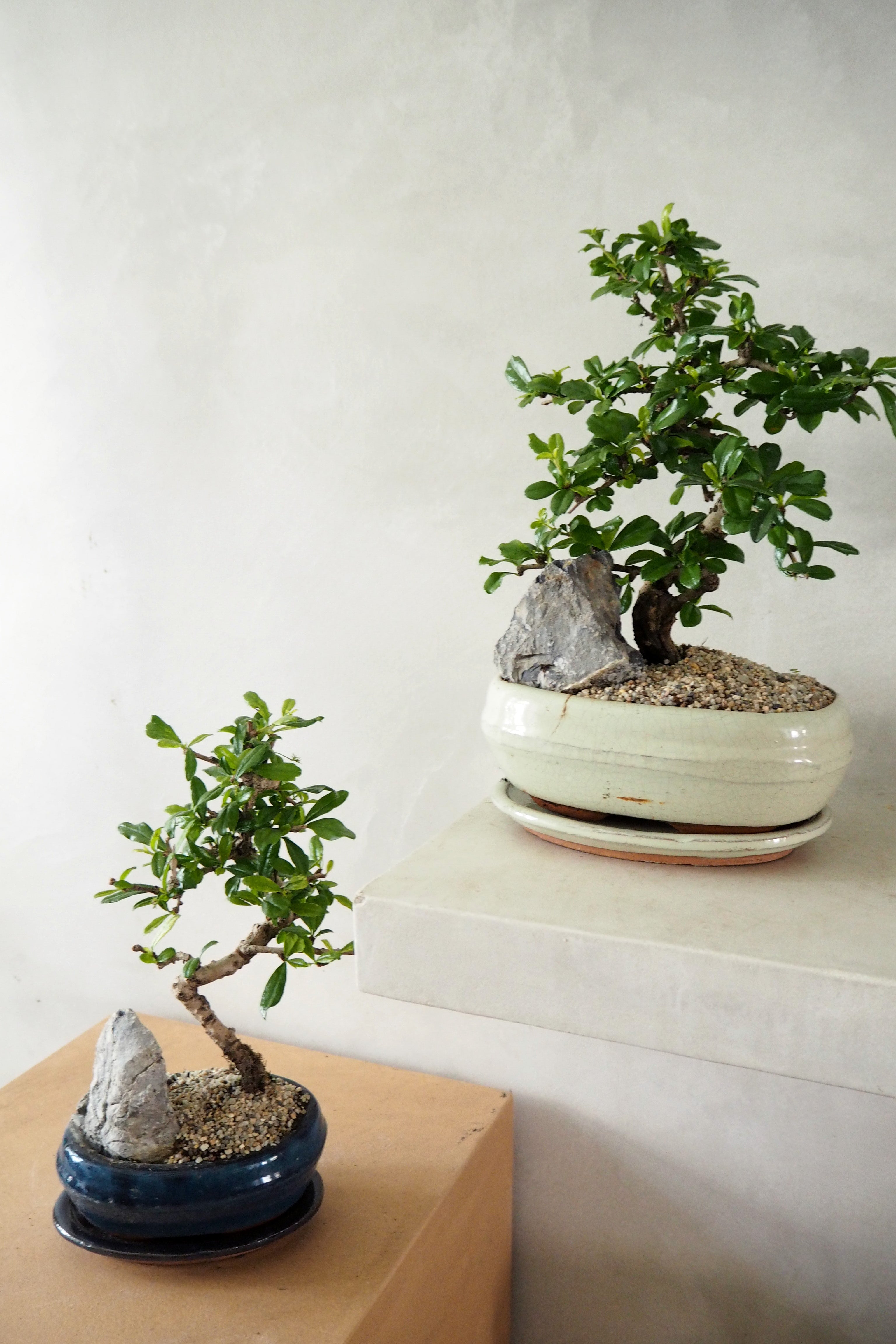Bonsai Carmona, stor