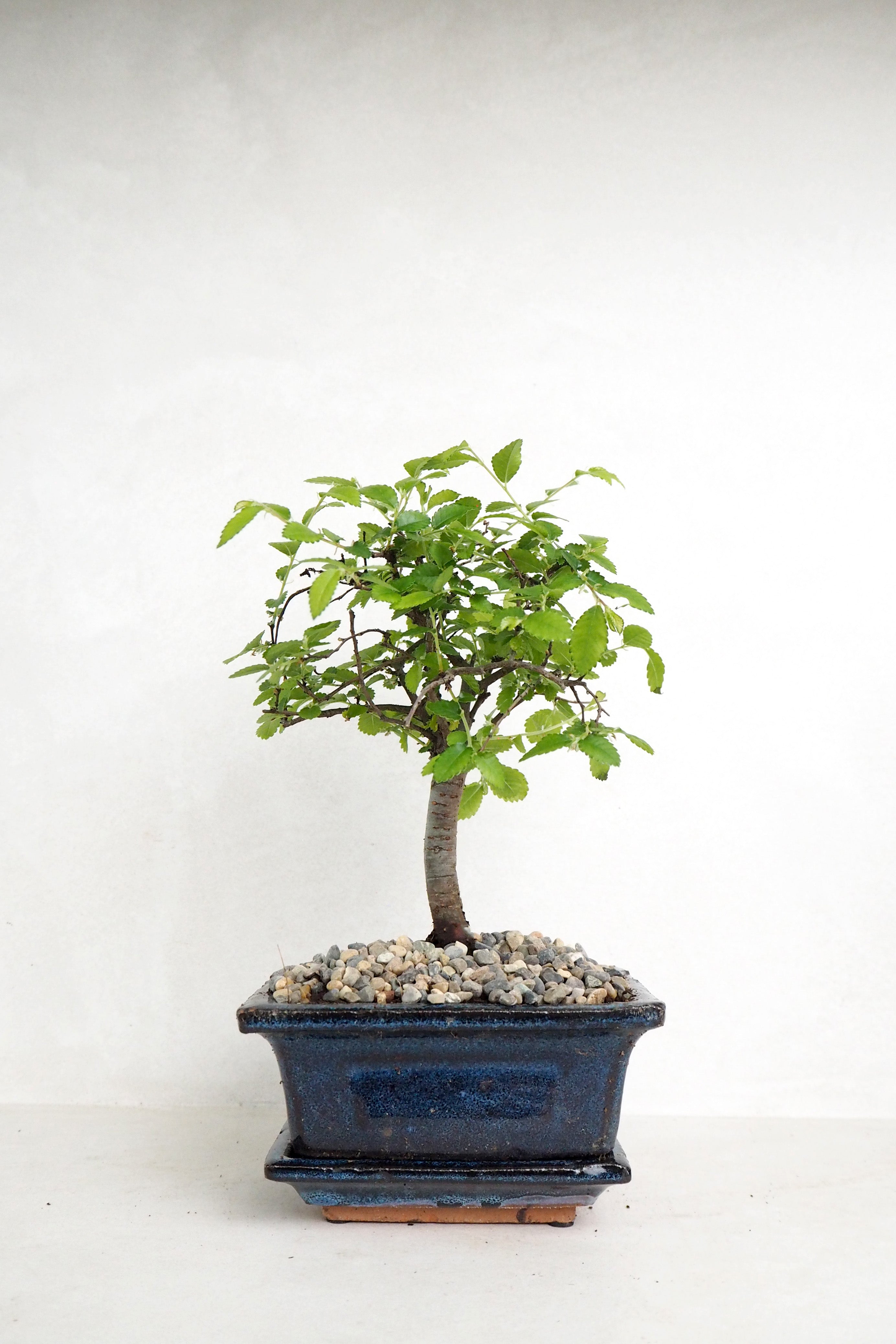 Bonsai Zelkova, lille