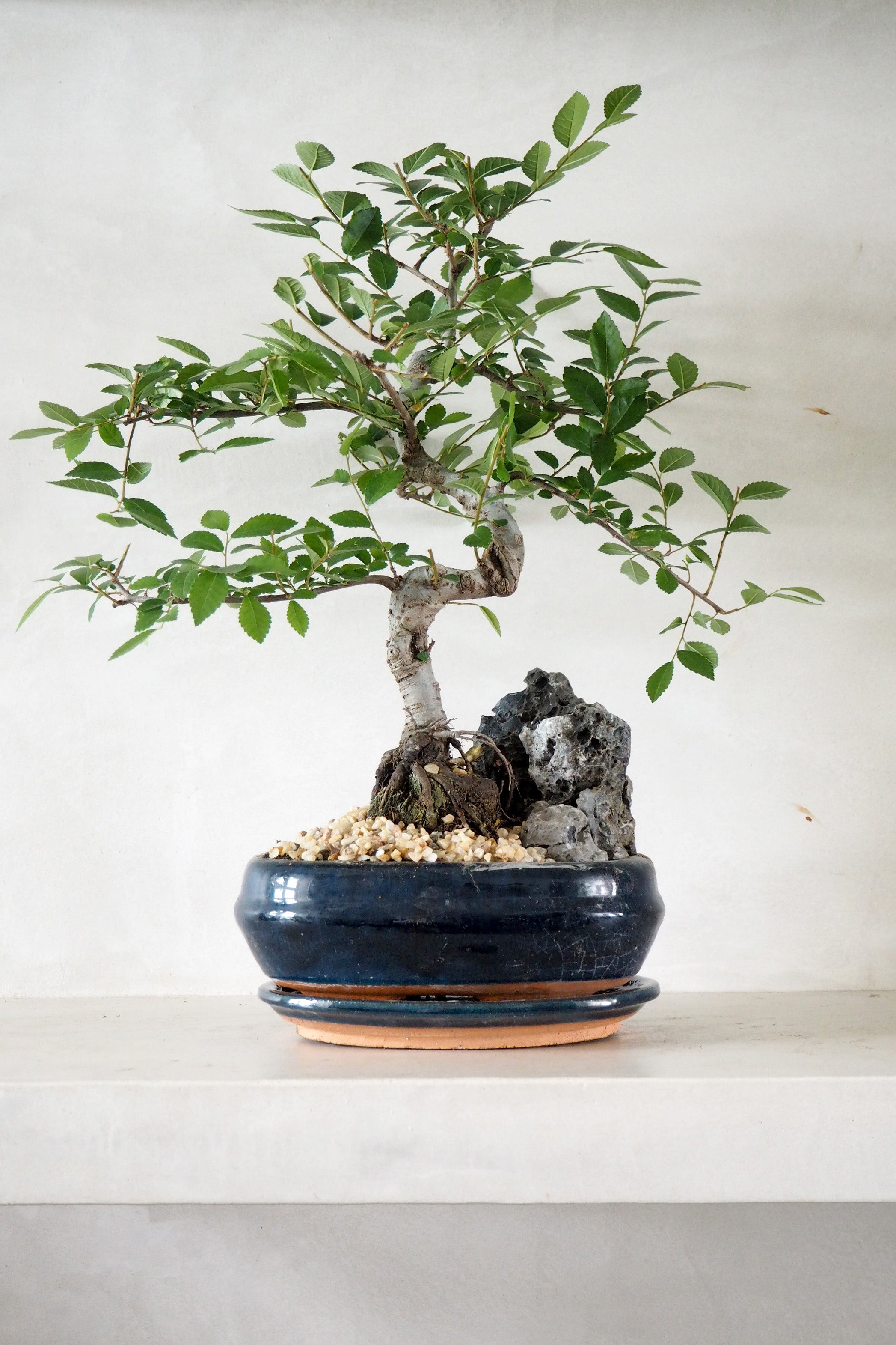Bonsai Zelkova, stor