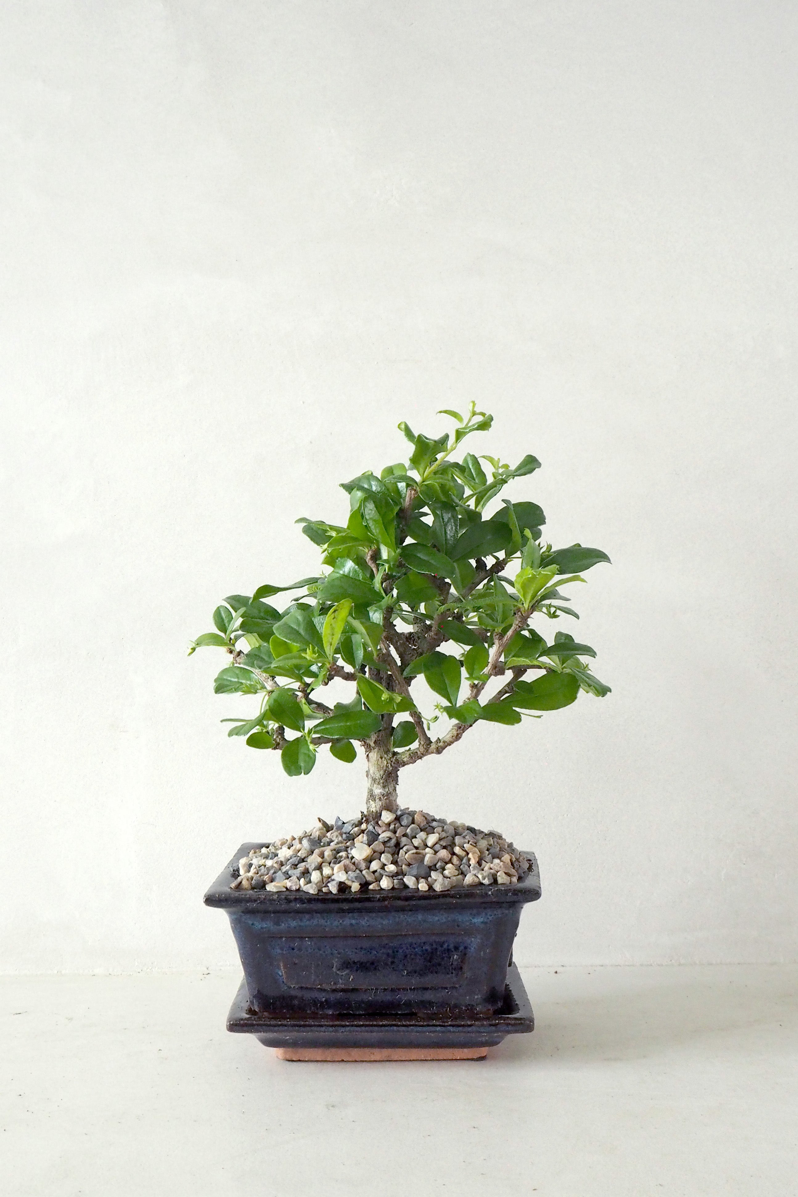 Bonsai Carmona, lille