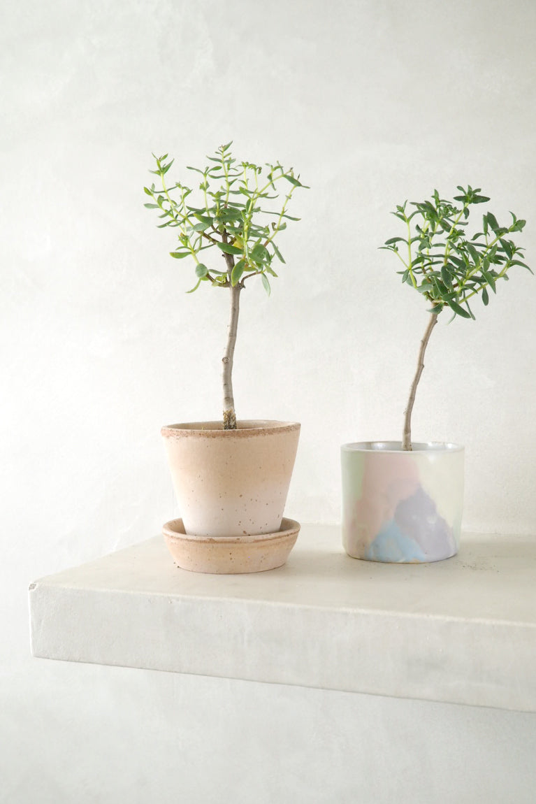 Bonsai Crassula, lille