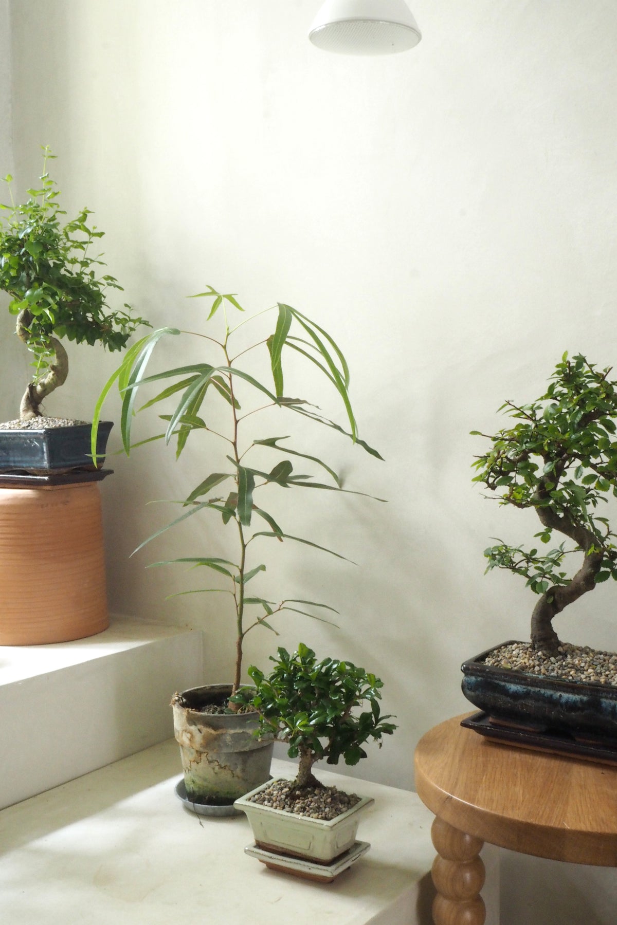 Bonsai Zelkova, medium II