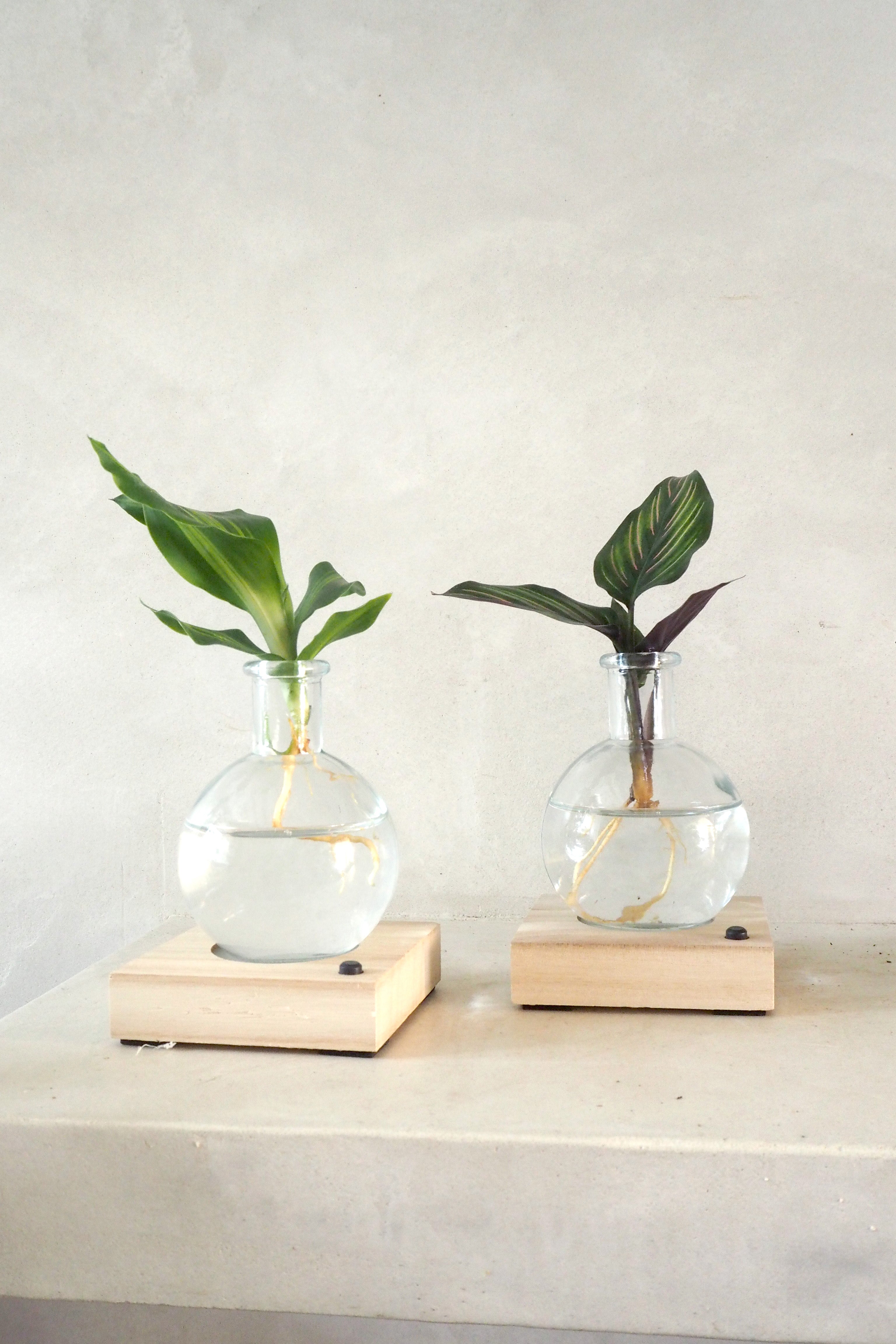 Plantelampe, Dracena