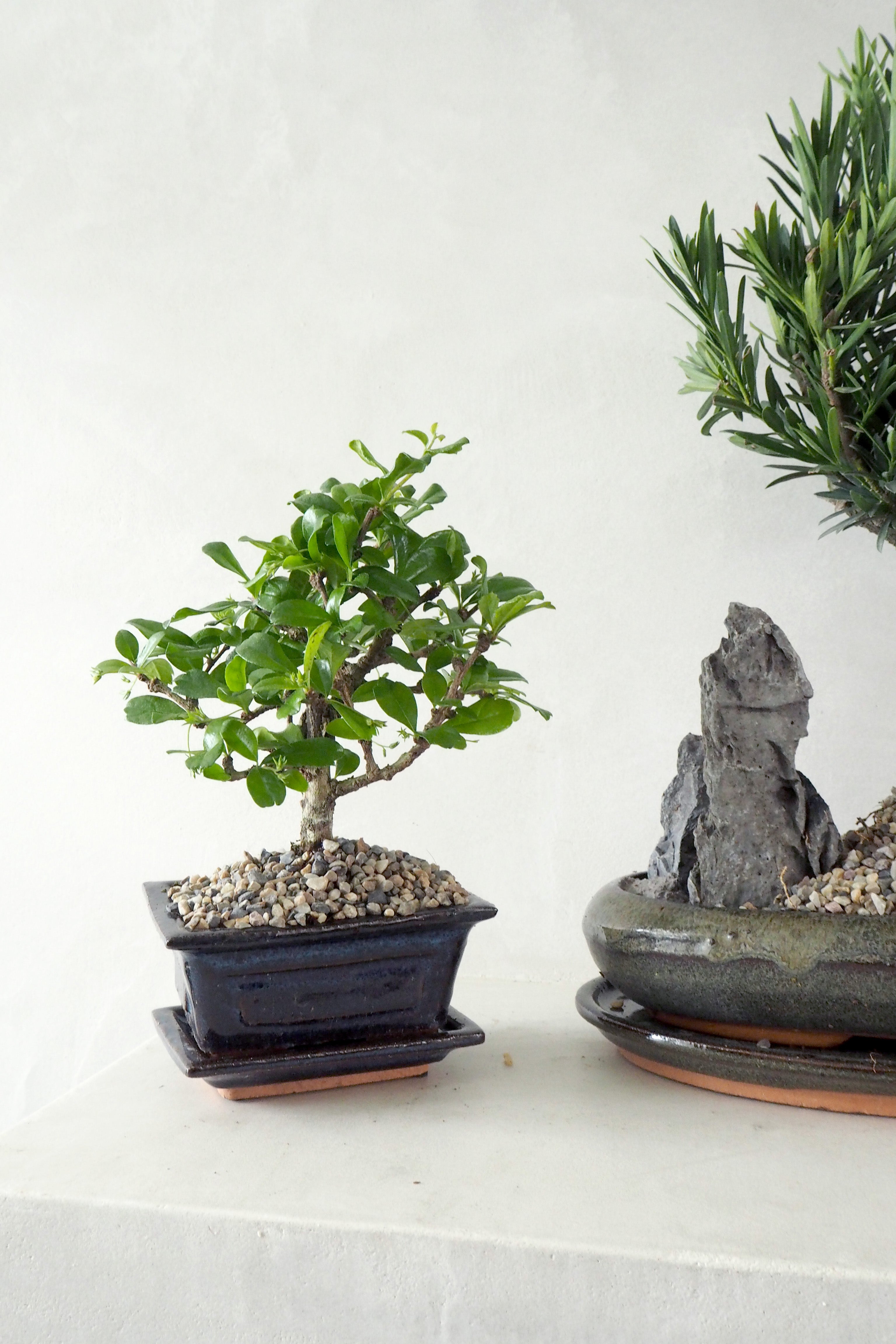 Bonsai Carmona, lille