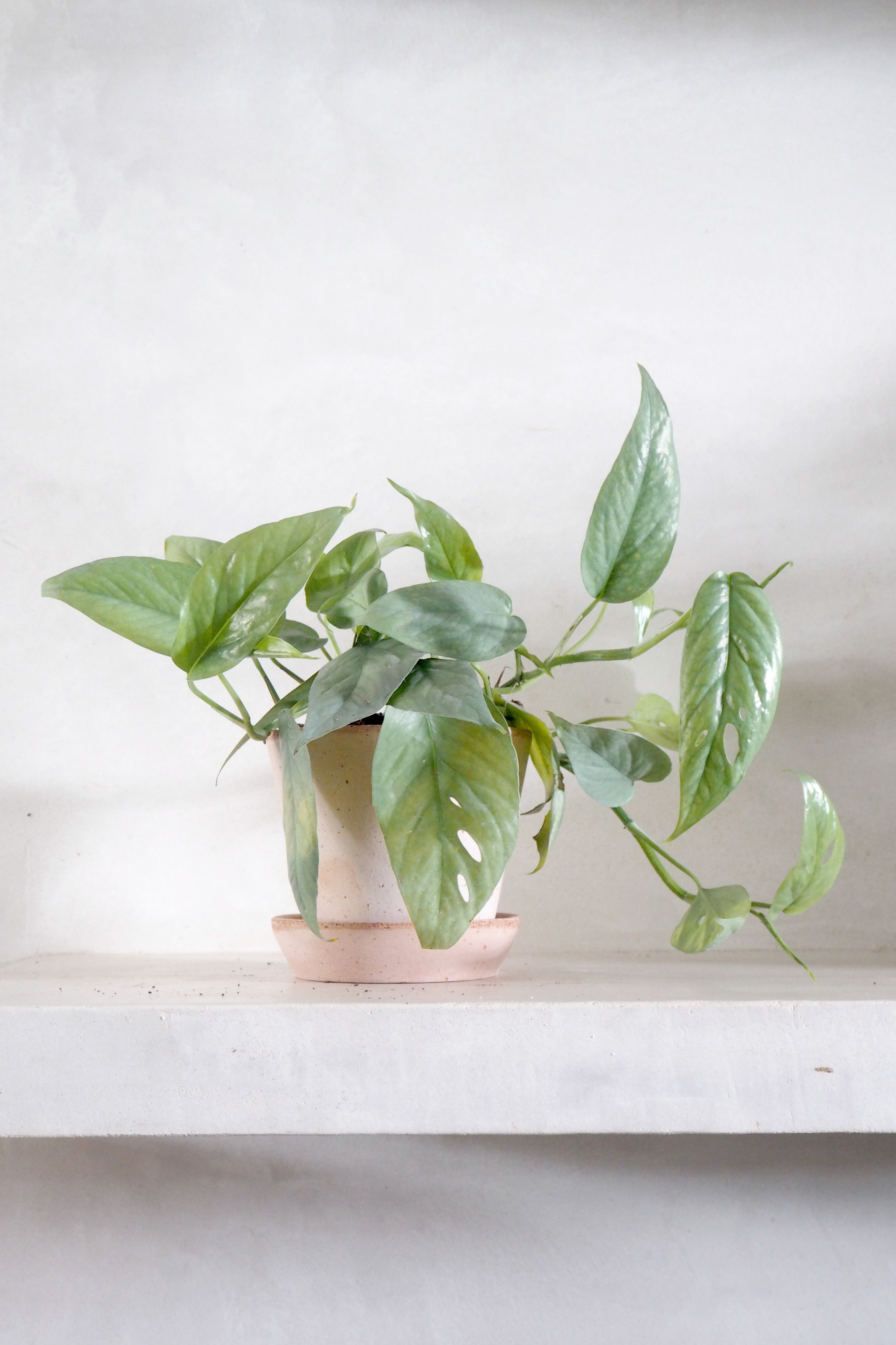 Epipremnum pinnatum Cebu Blue