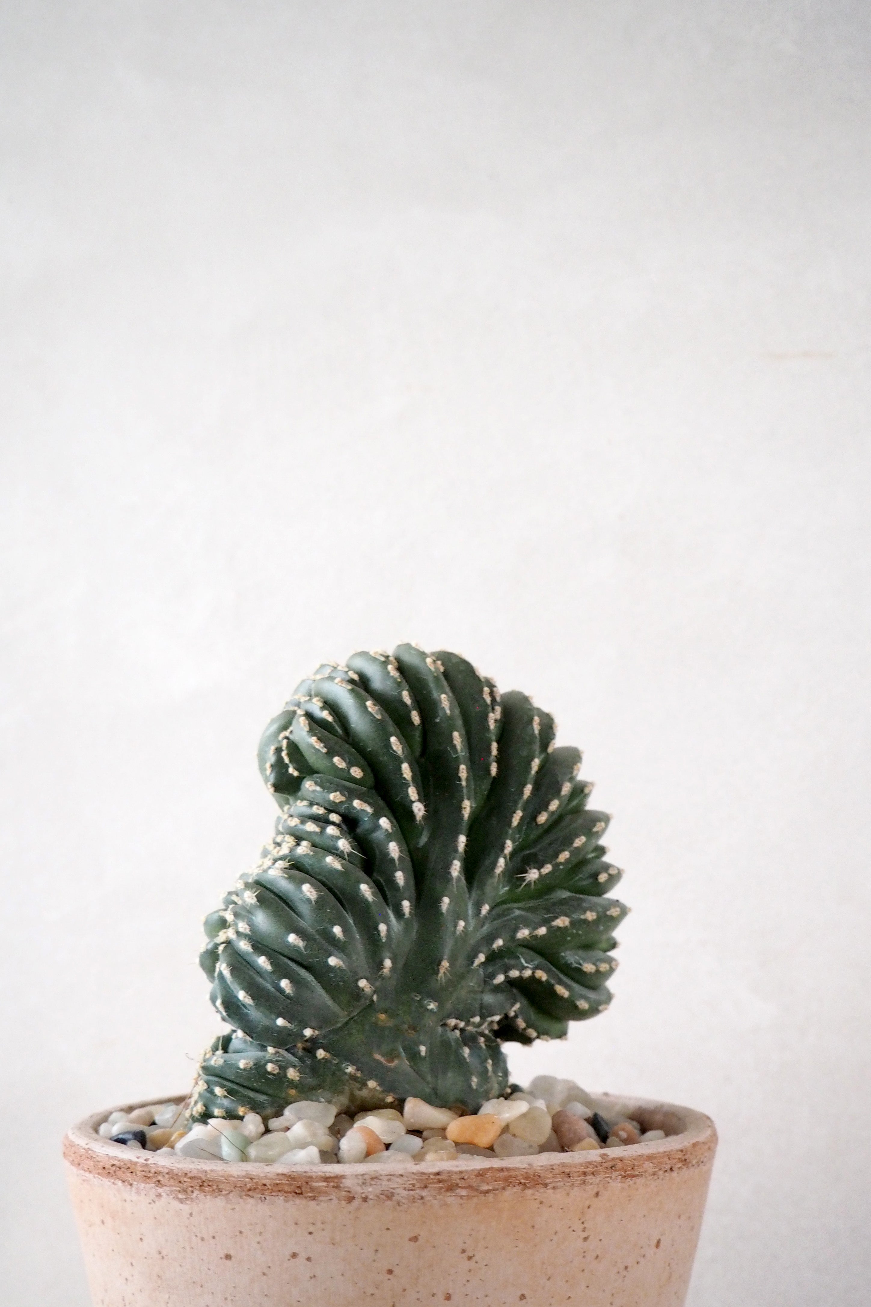 Marginatocereus Cristata