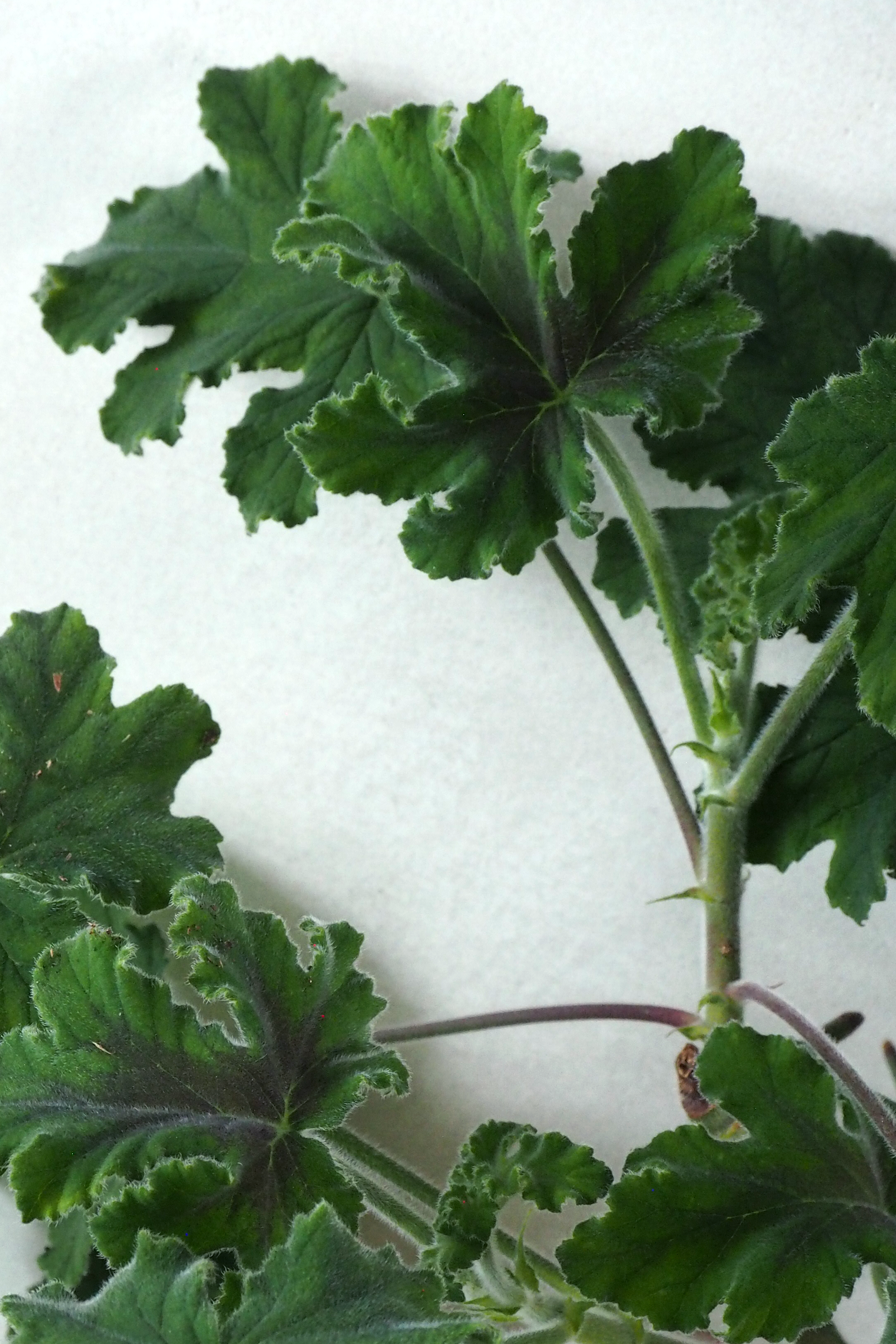Pelargonium Chocolate