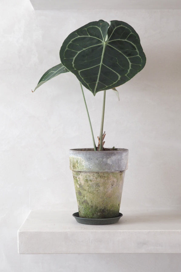 Anthurium clarinervium