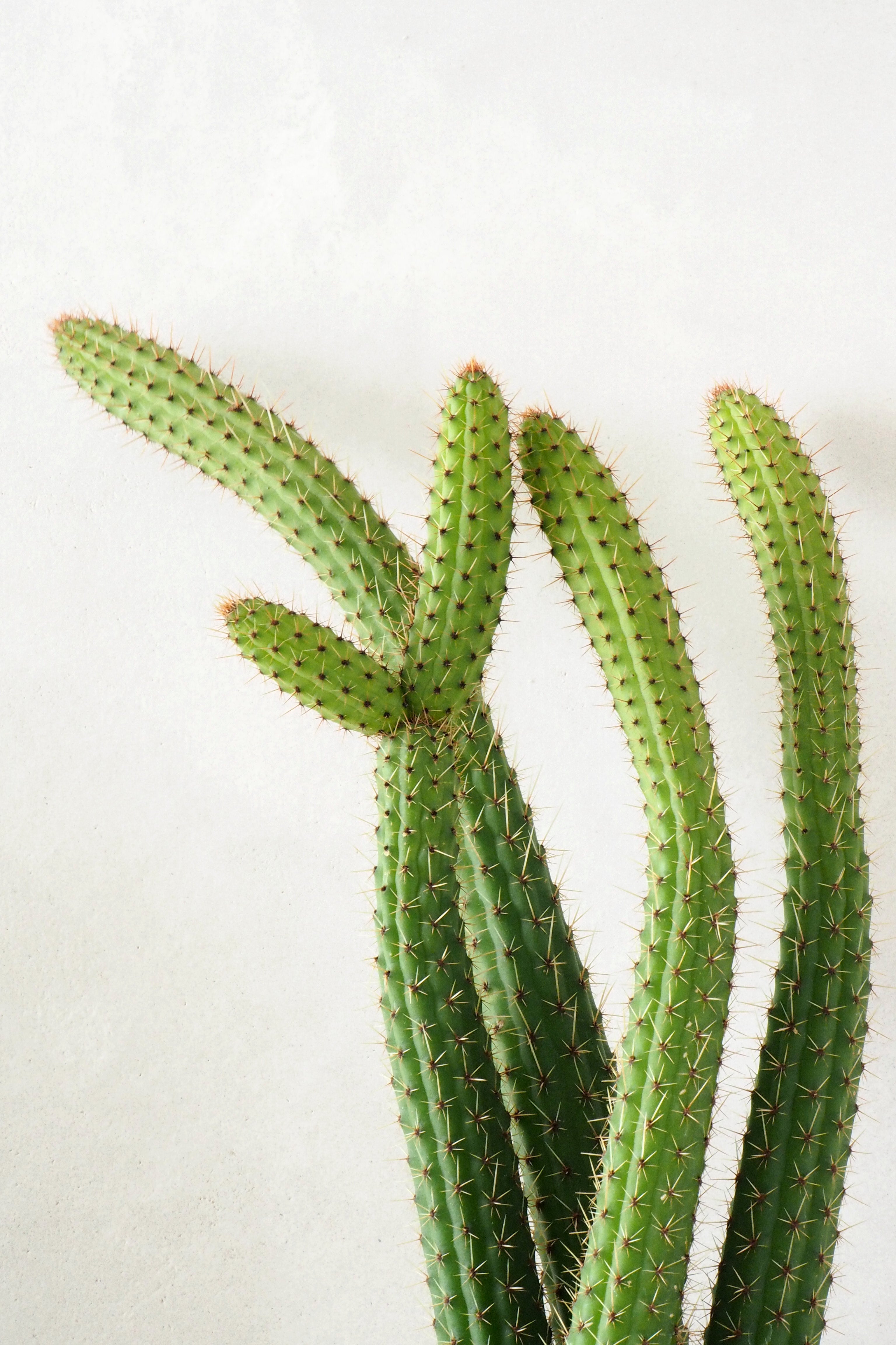 Cleistocactus samaipatanus