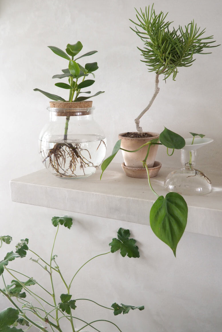 Senecio barbertonicus