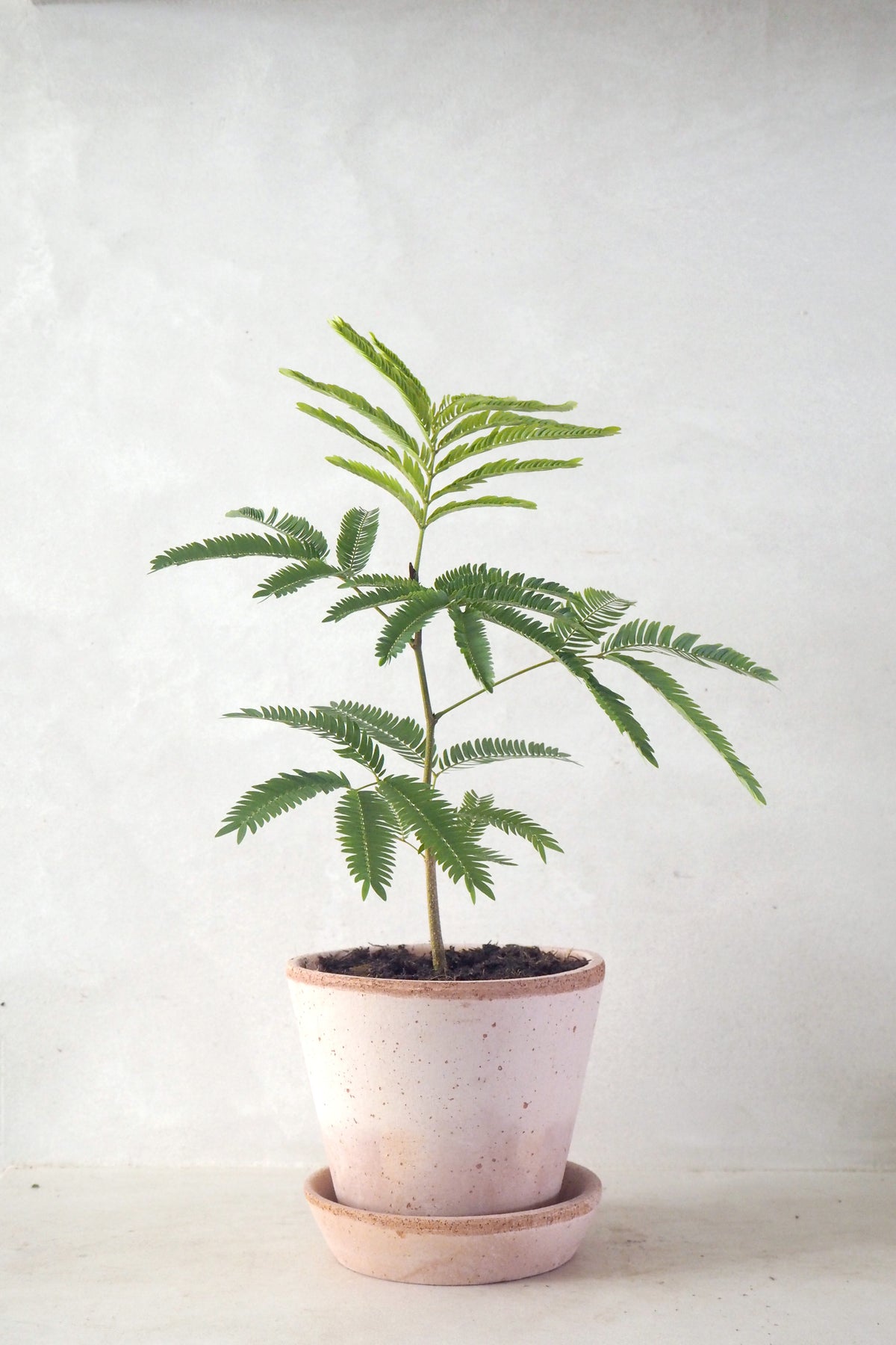 Cojoba Arborea "Zen Sleeper"