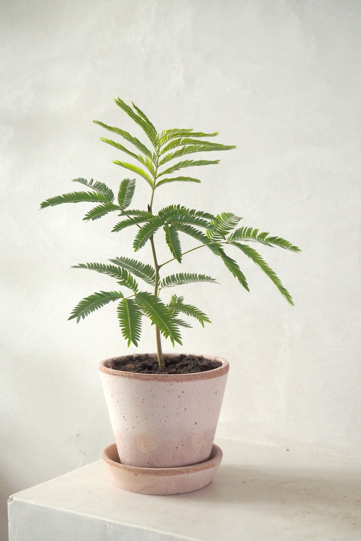 Cojoba Arborea "Zen Sleeper"