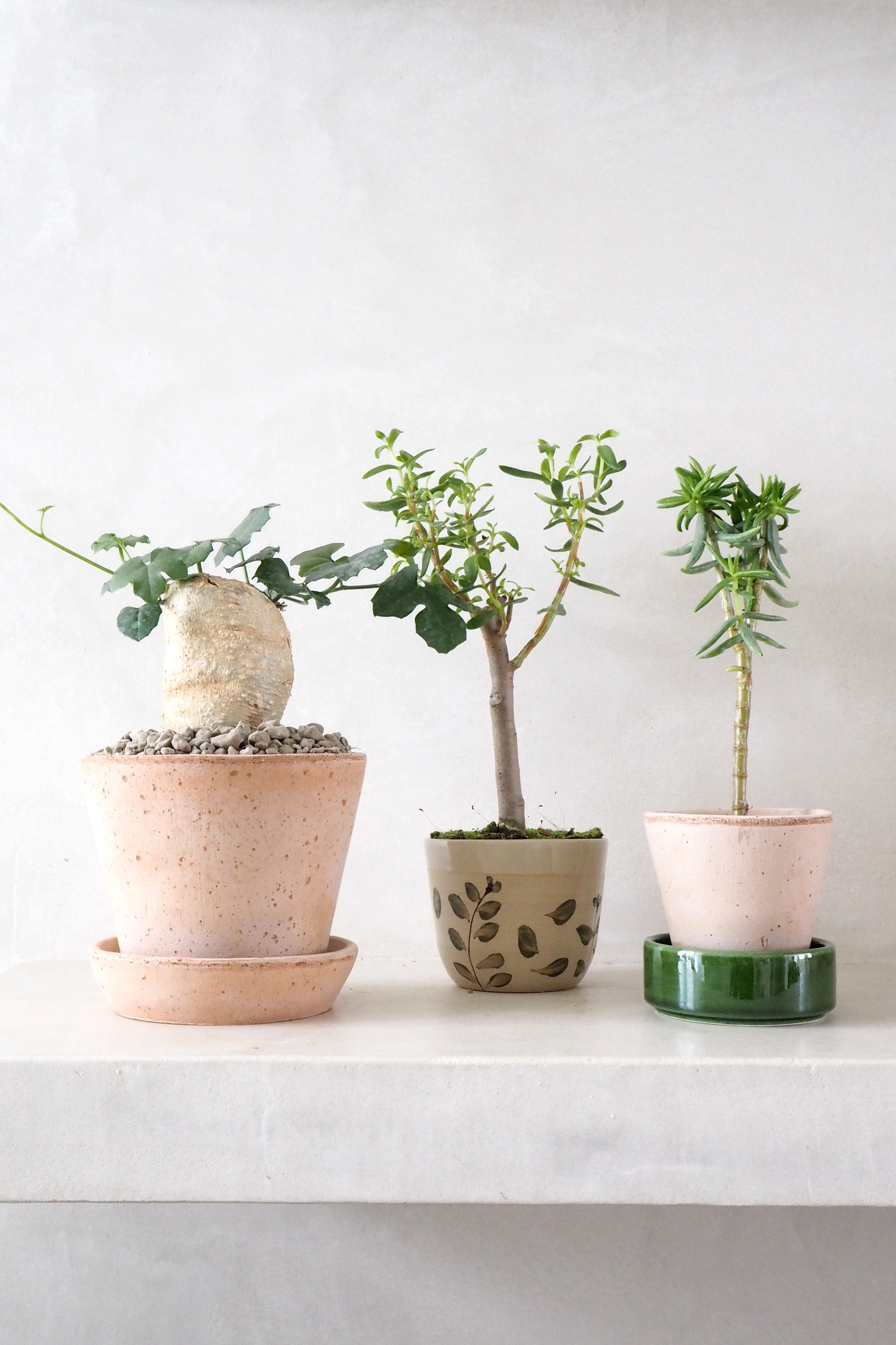 Bonsai Crassula, lille