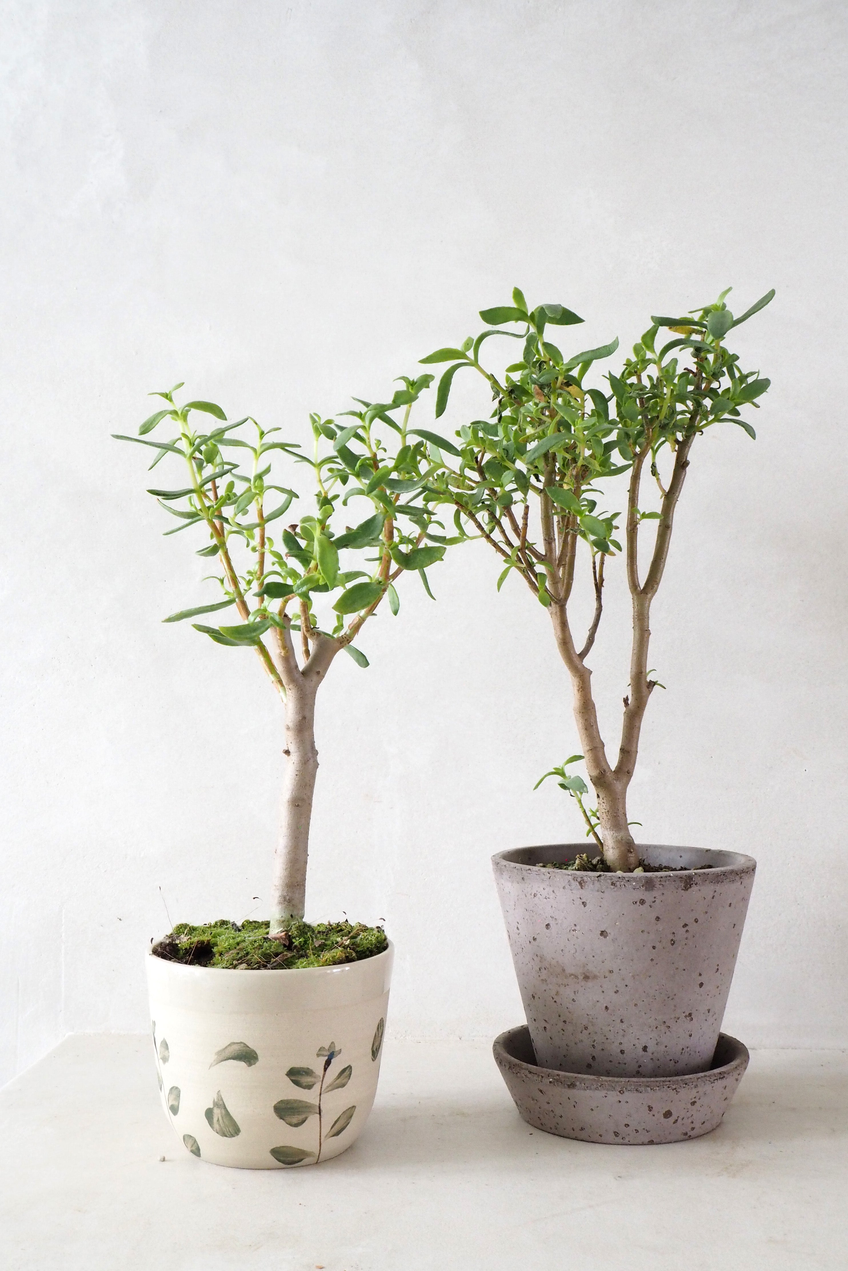 Bonsai Crassula, lille