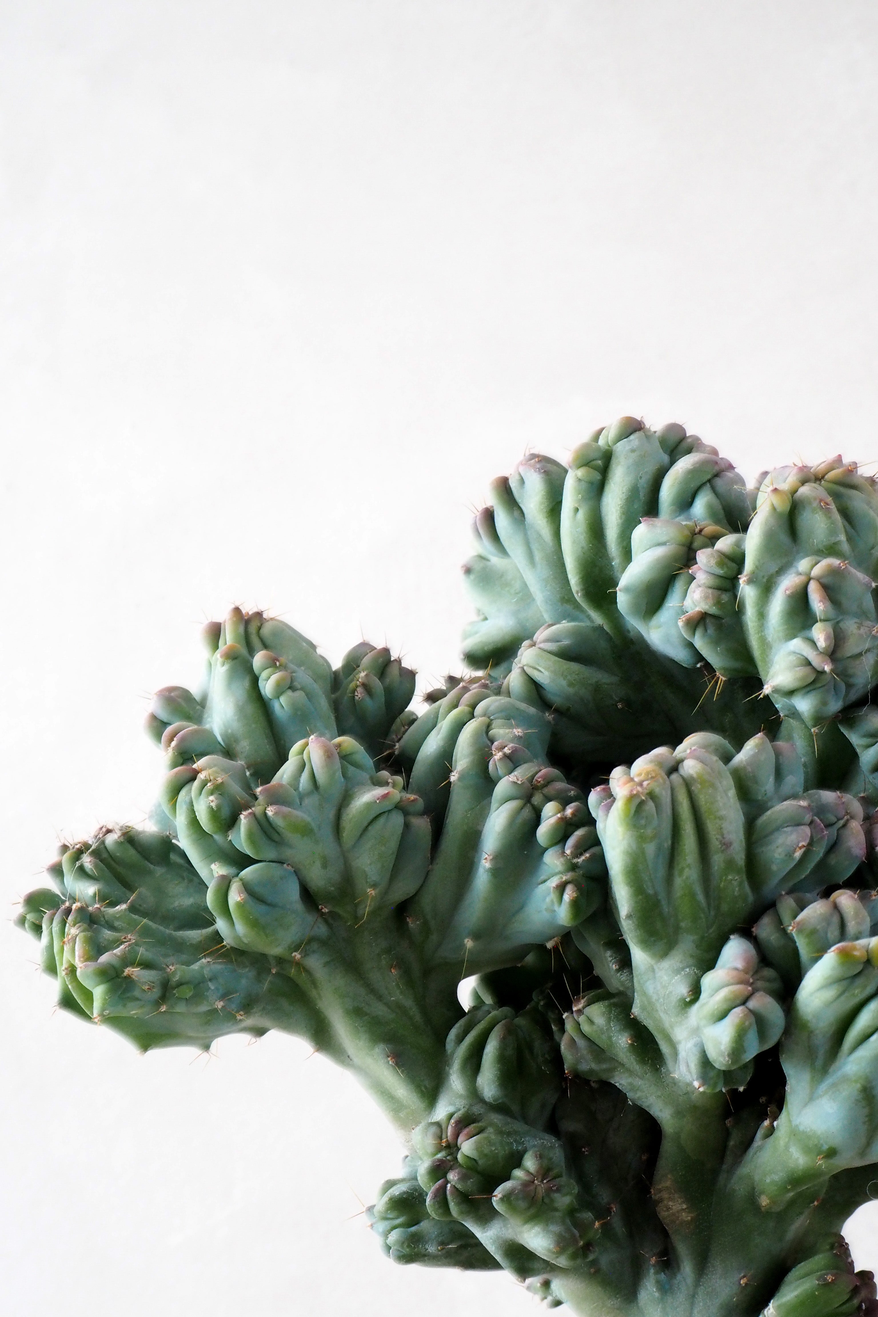 Myrtillocactus geometrizans cr. minor