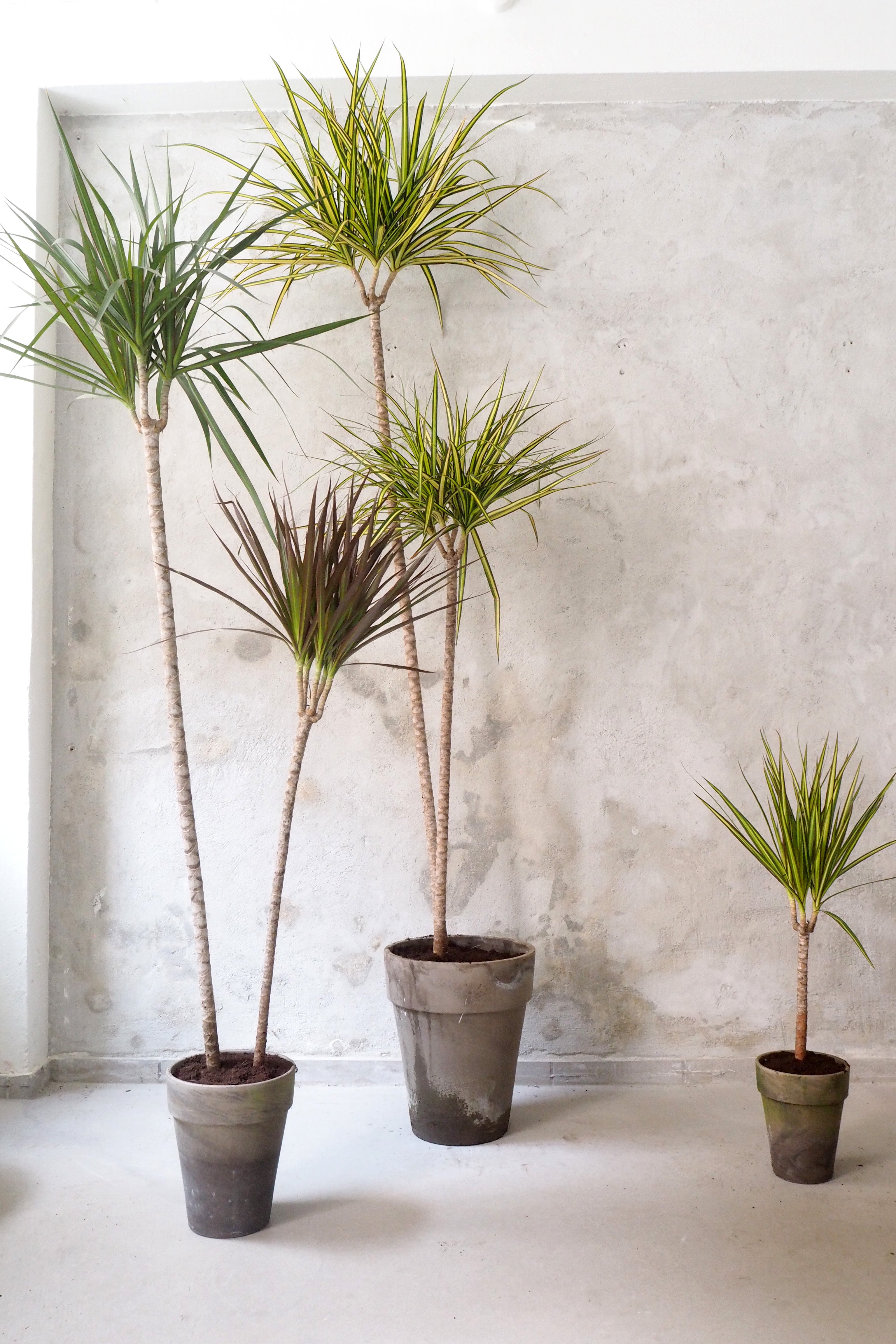 Dracena, stor