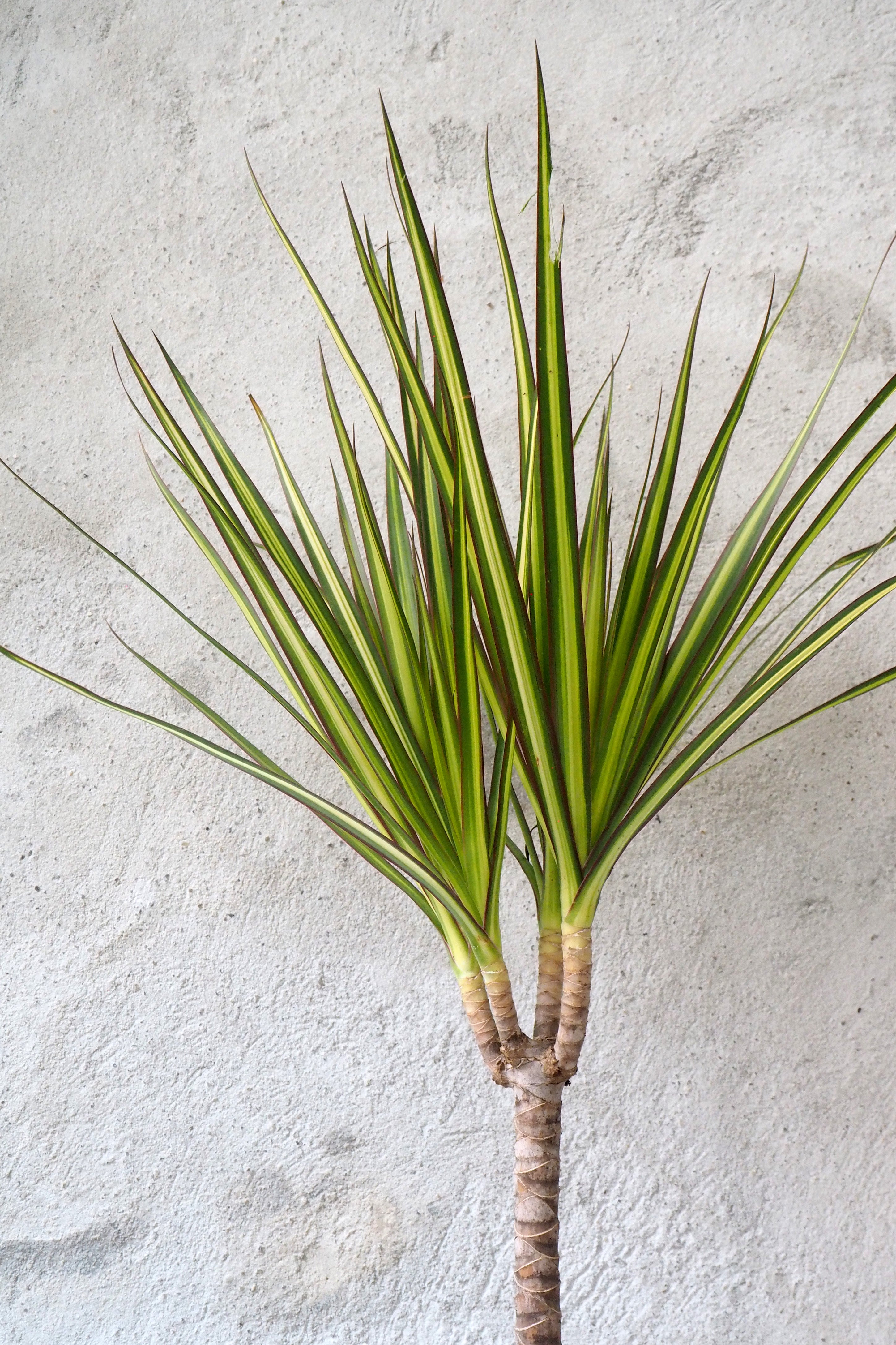 Dracena