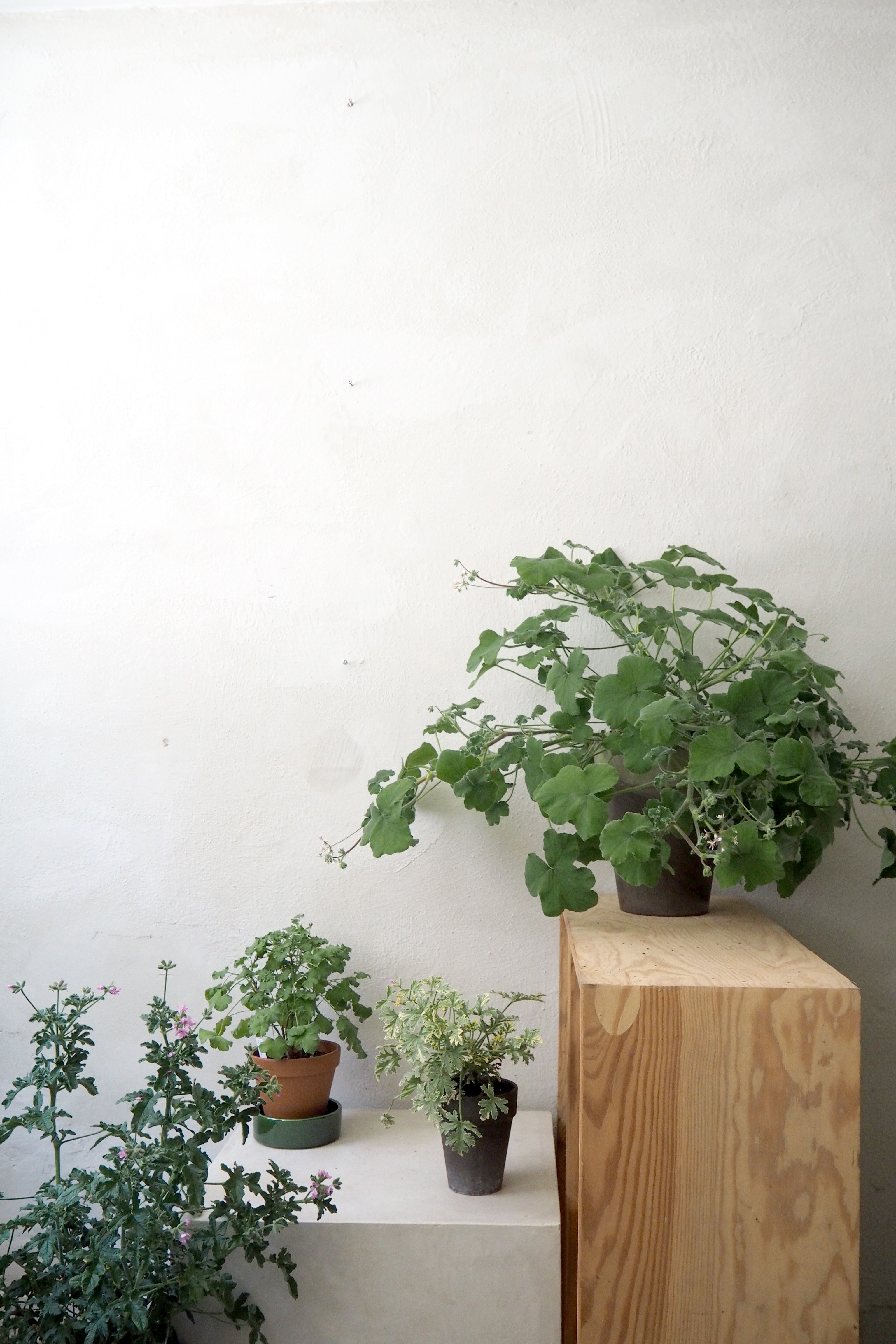 Pelargonium Tomantose, stor