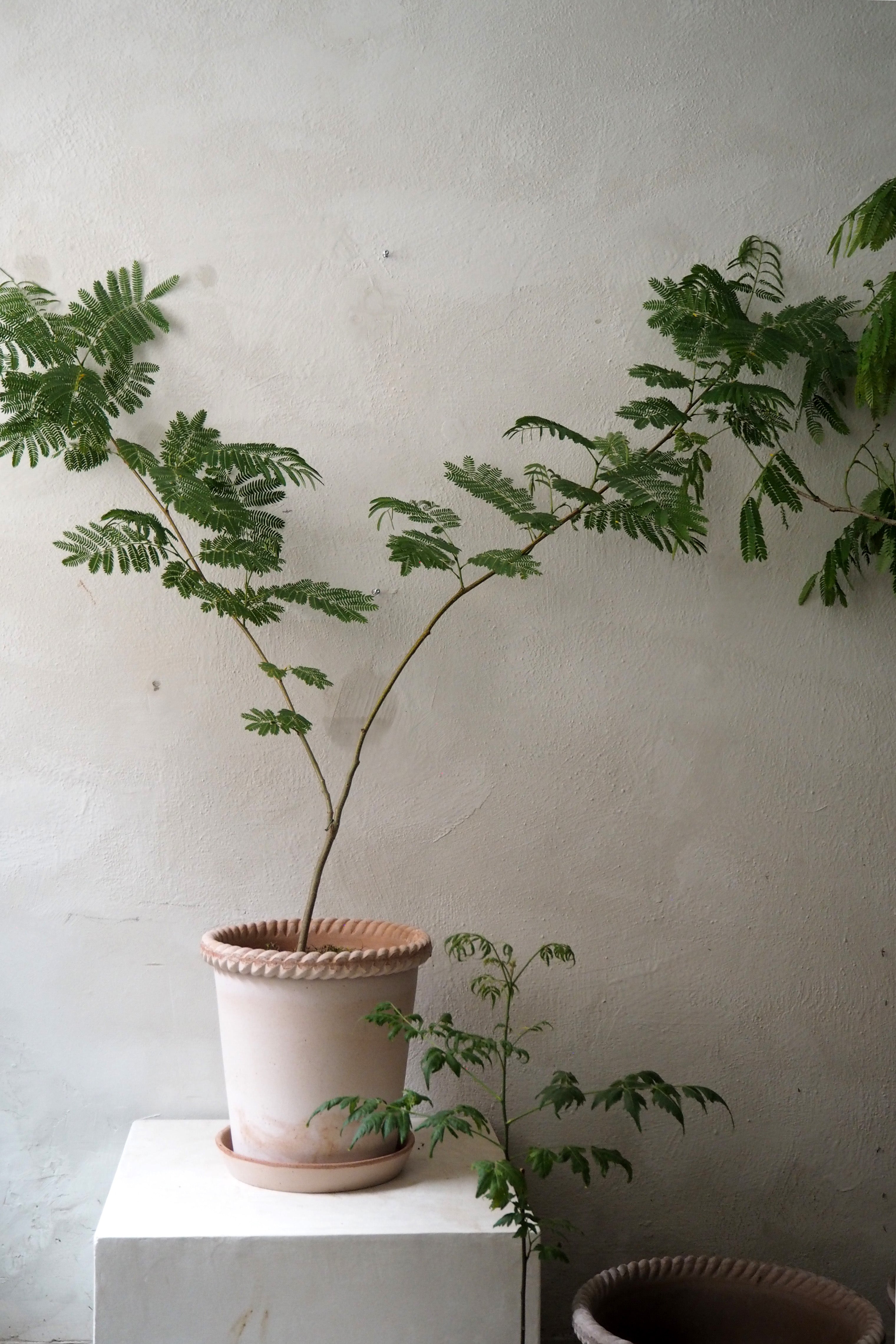 Emilia krukke, raw rosa