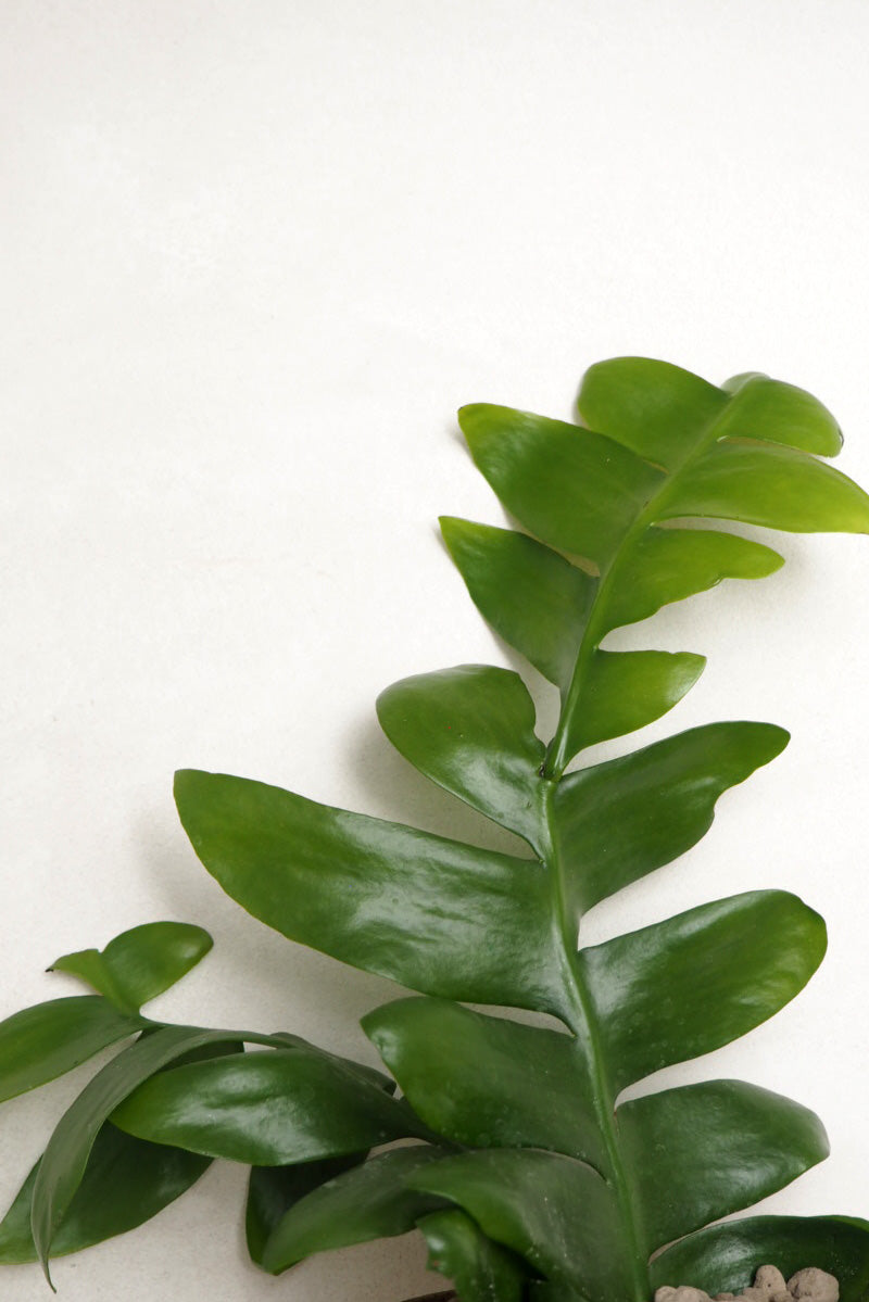 Epiphyllum chrysocardium