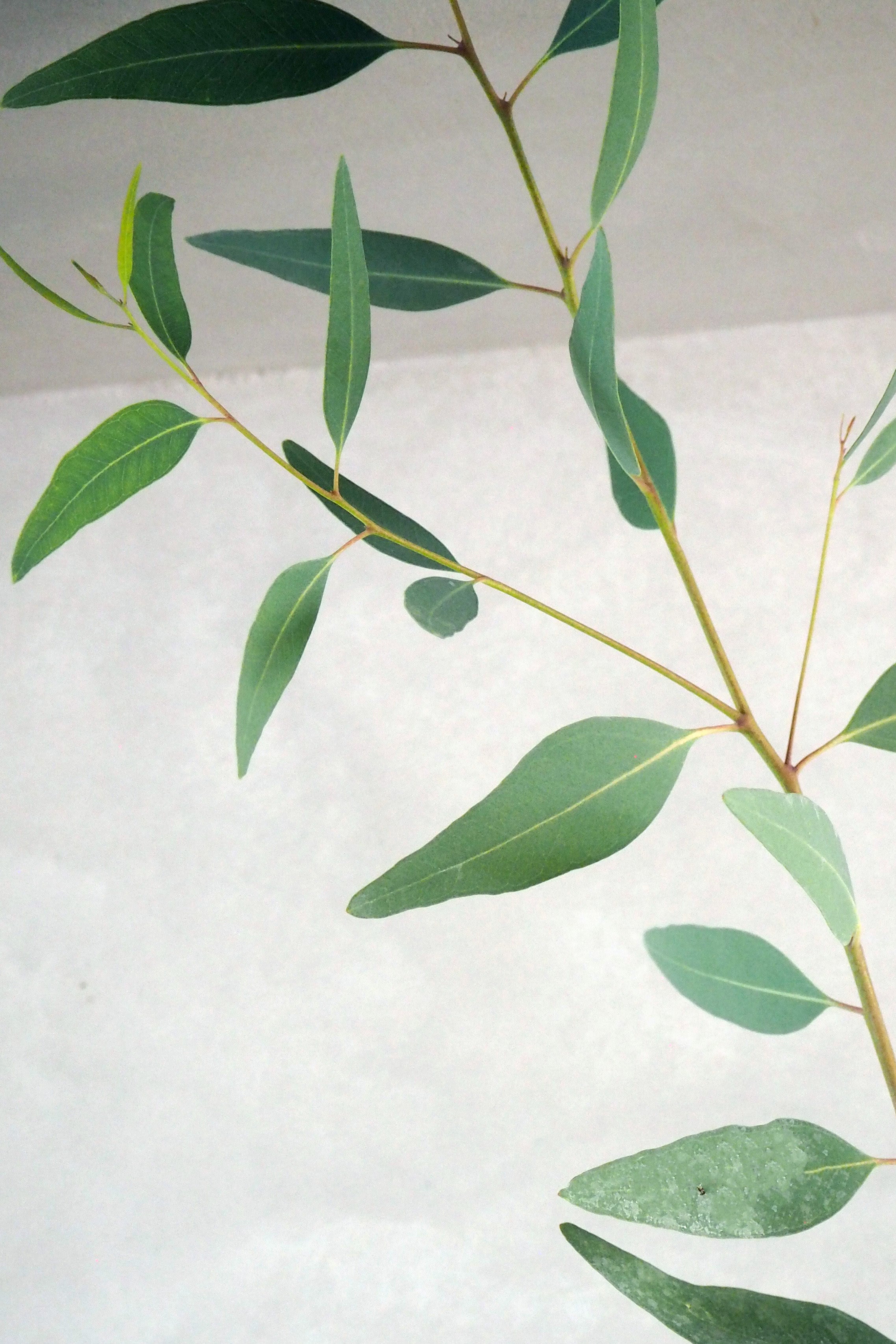 Eucalyptus langbladet