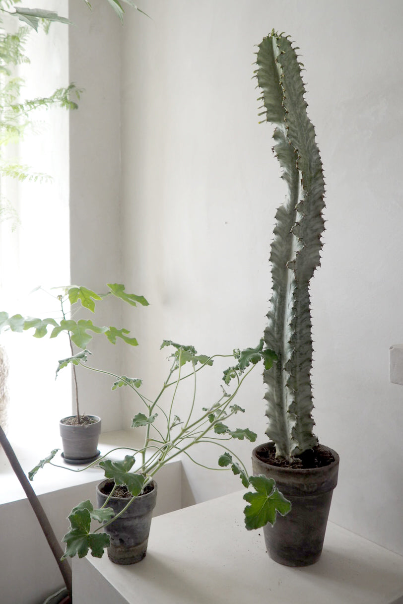 Euphorbia variegated