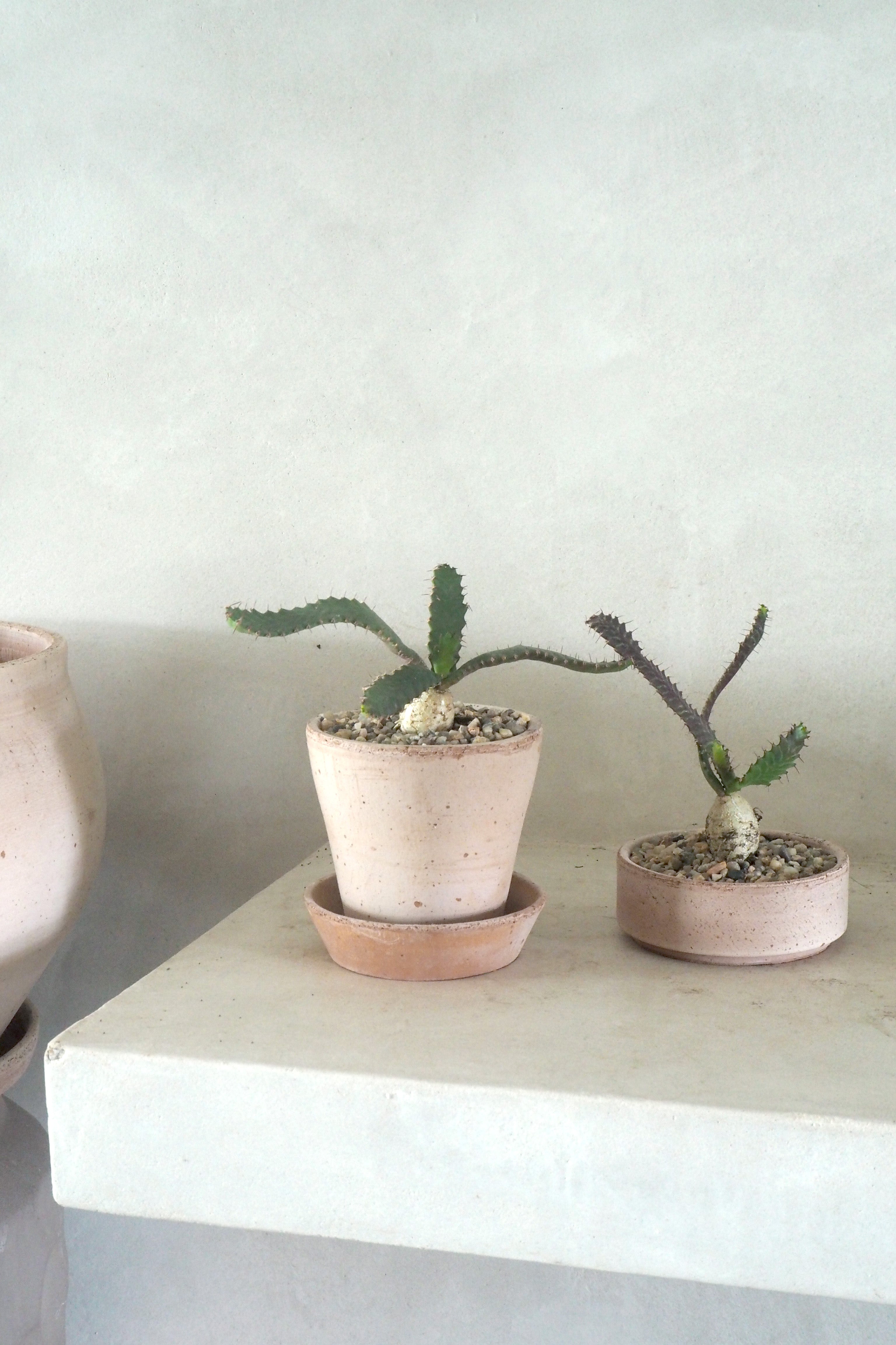 Euphorbia Stellata