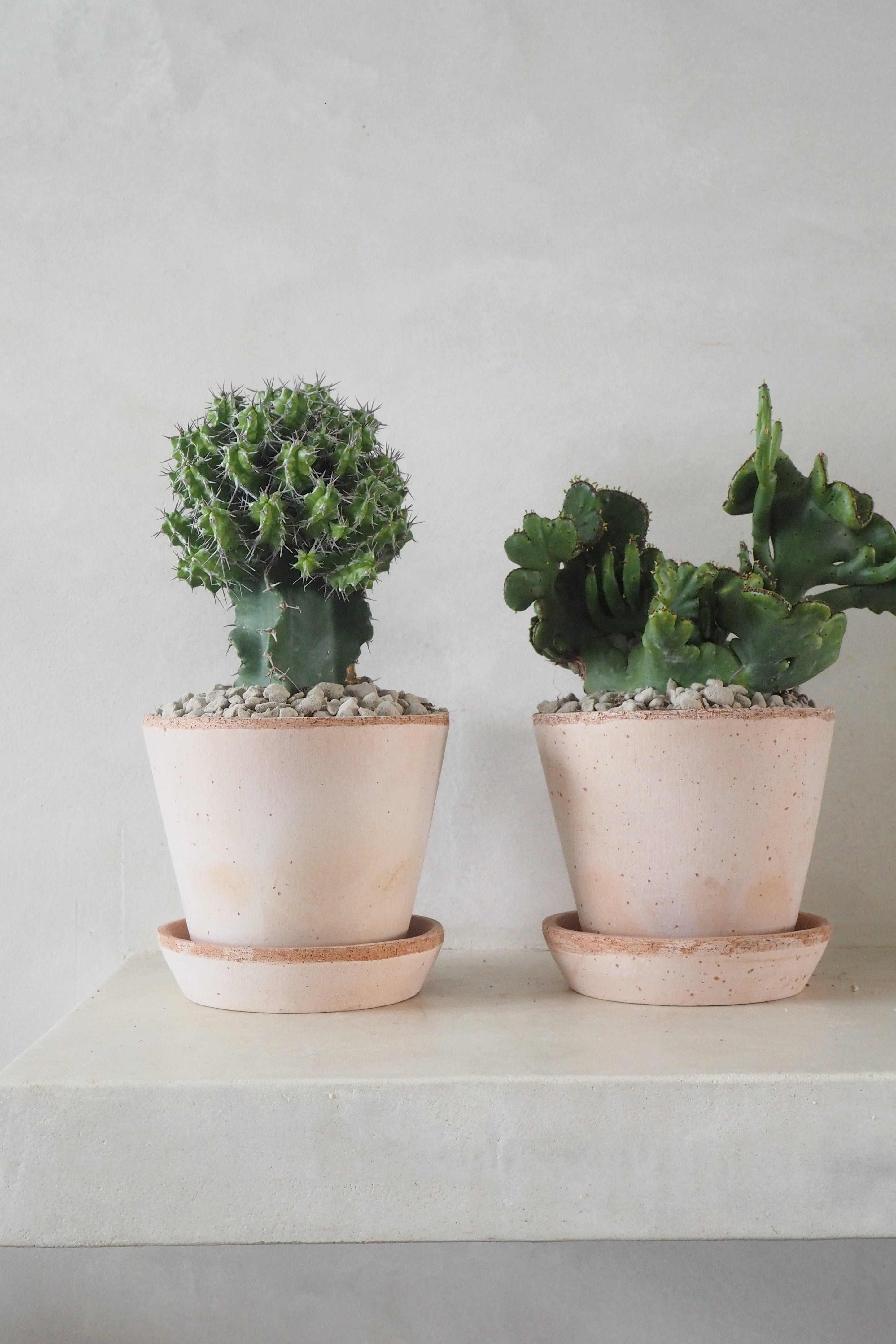 Euphorbia Leucodendron F. Cristata