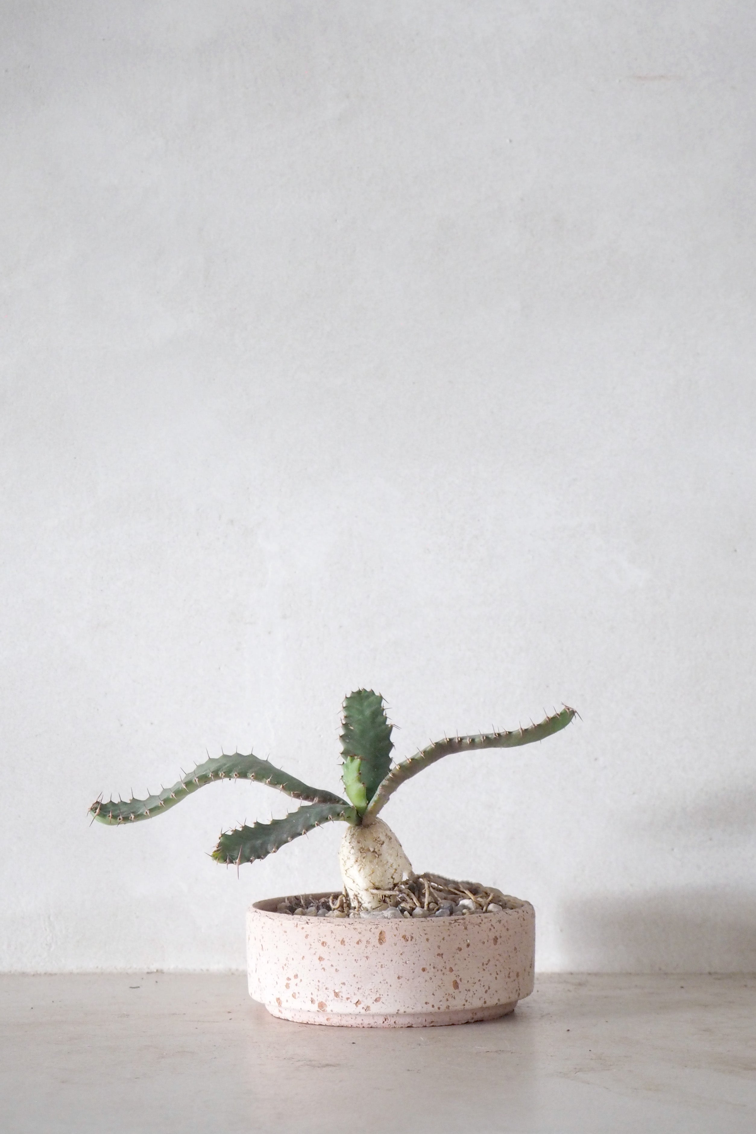 Euphorbia Stellata