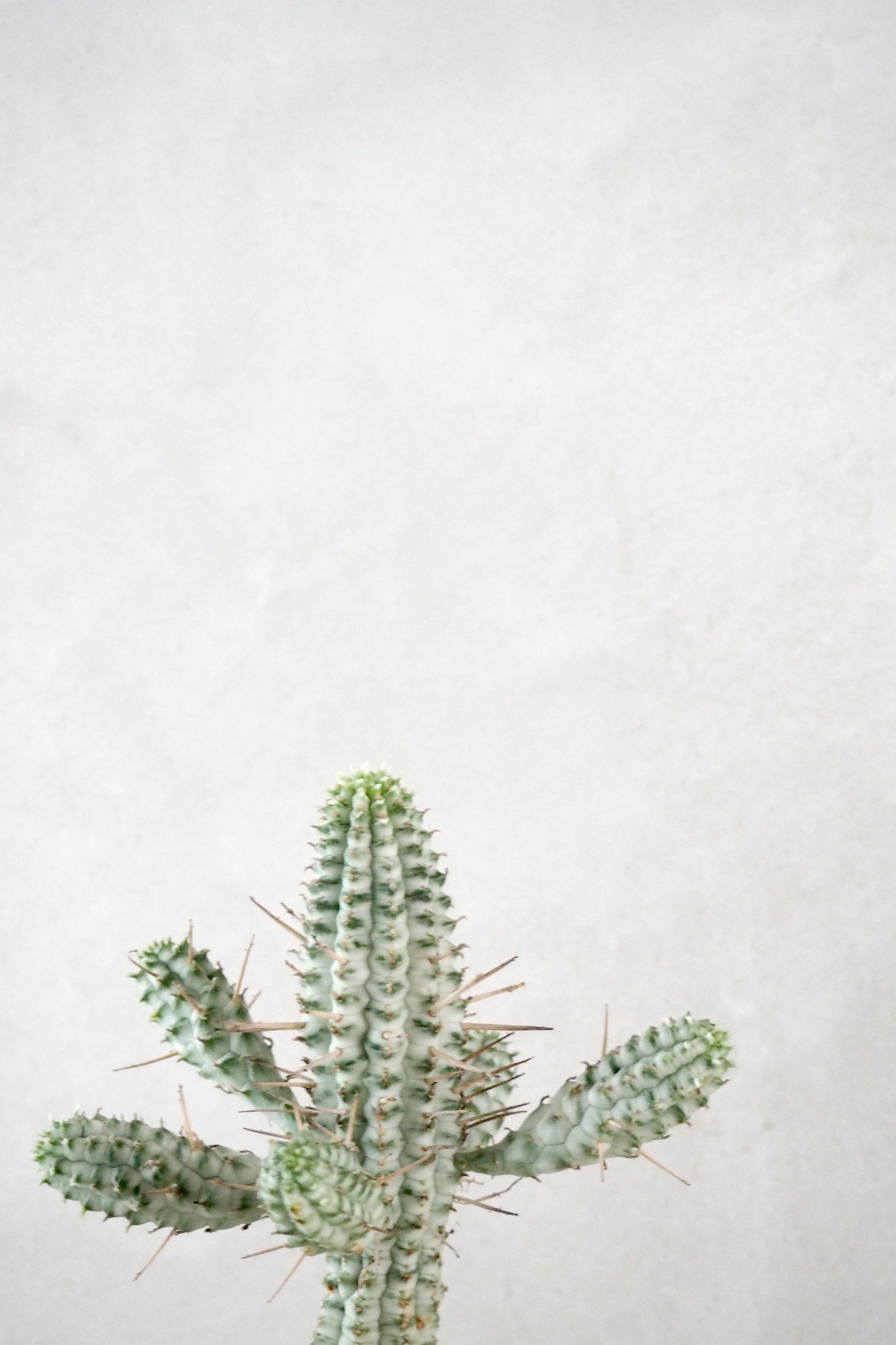 Euphorbia mammillaris, variegata