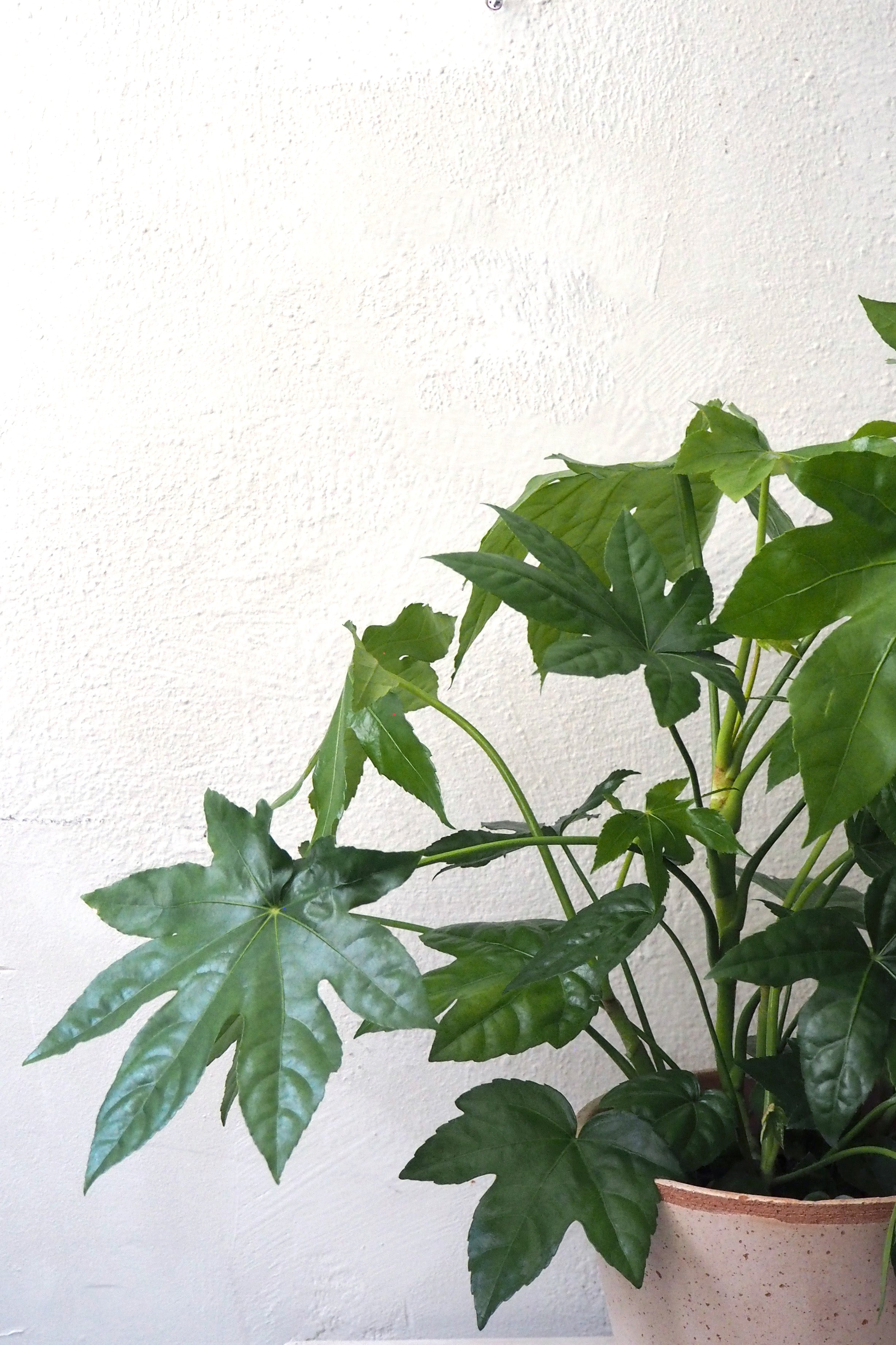 Fatsia japonica, stor