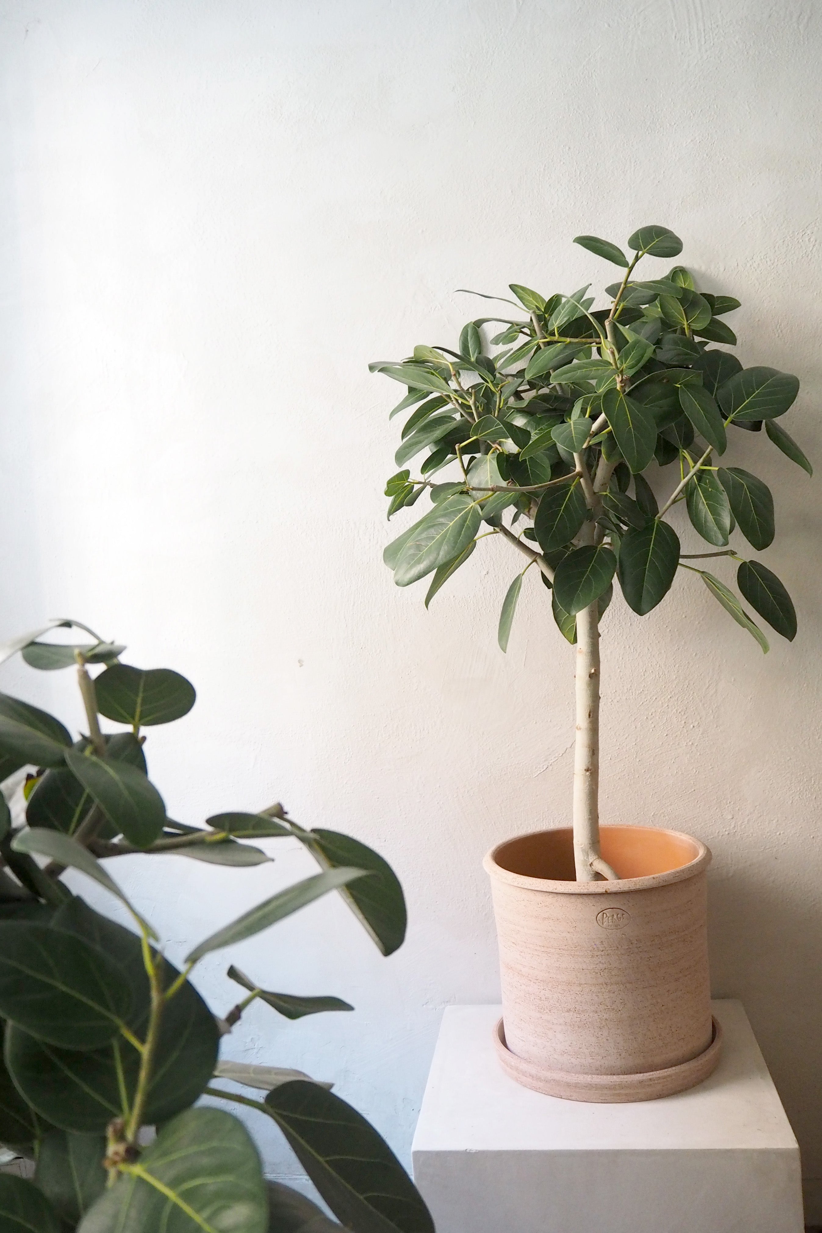 Ficus Audrey, stor