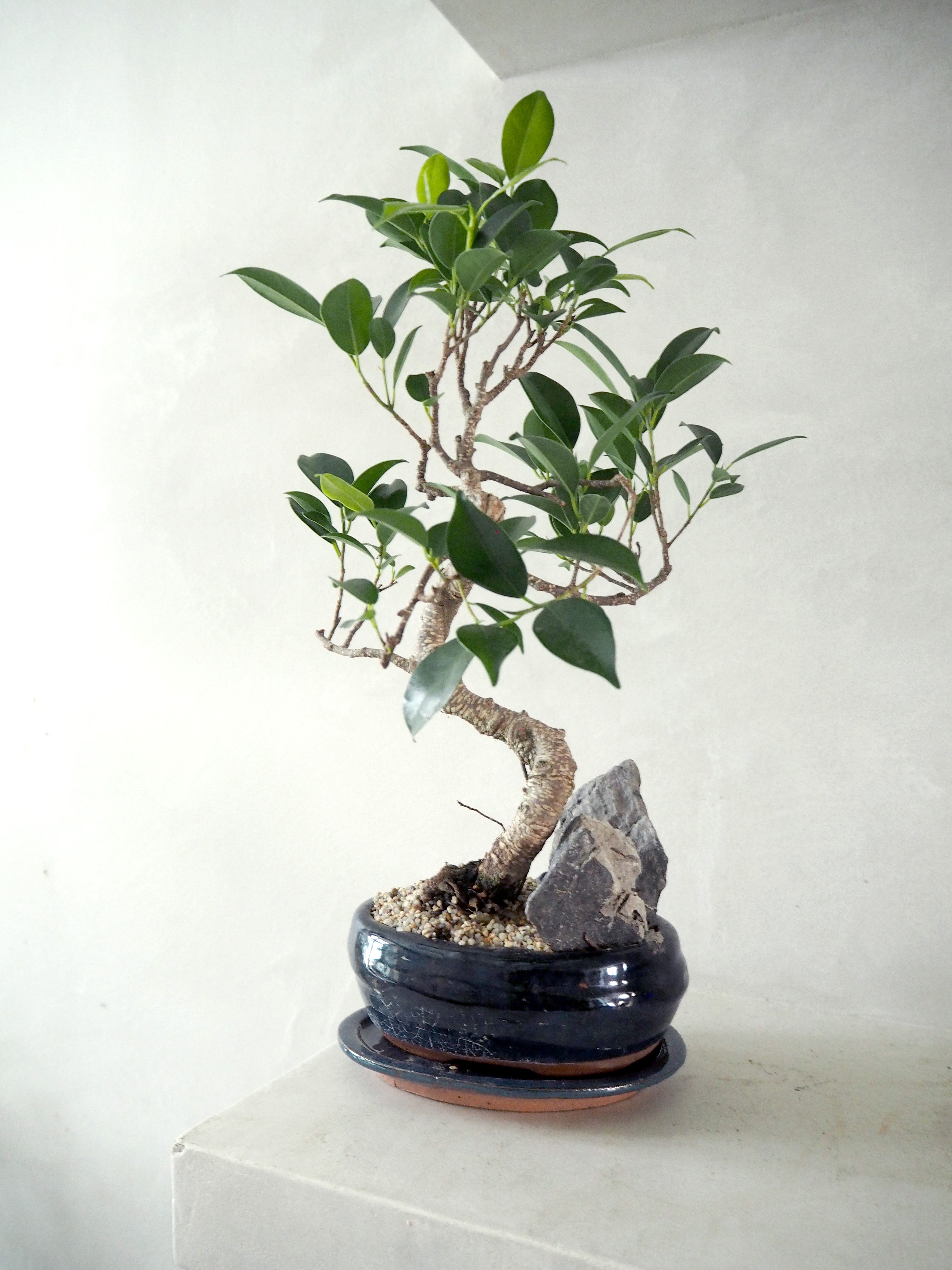 Bonsai Ficus, medium