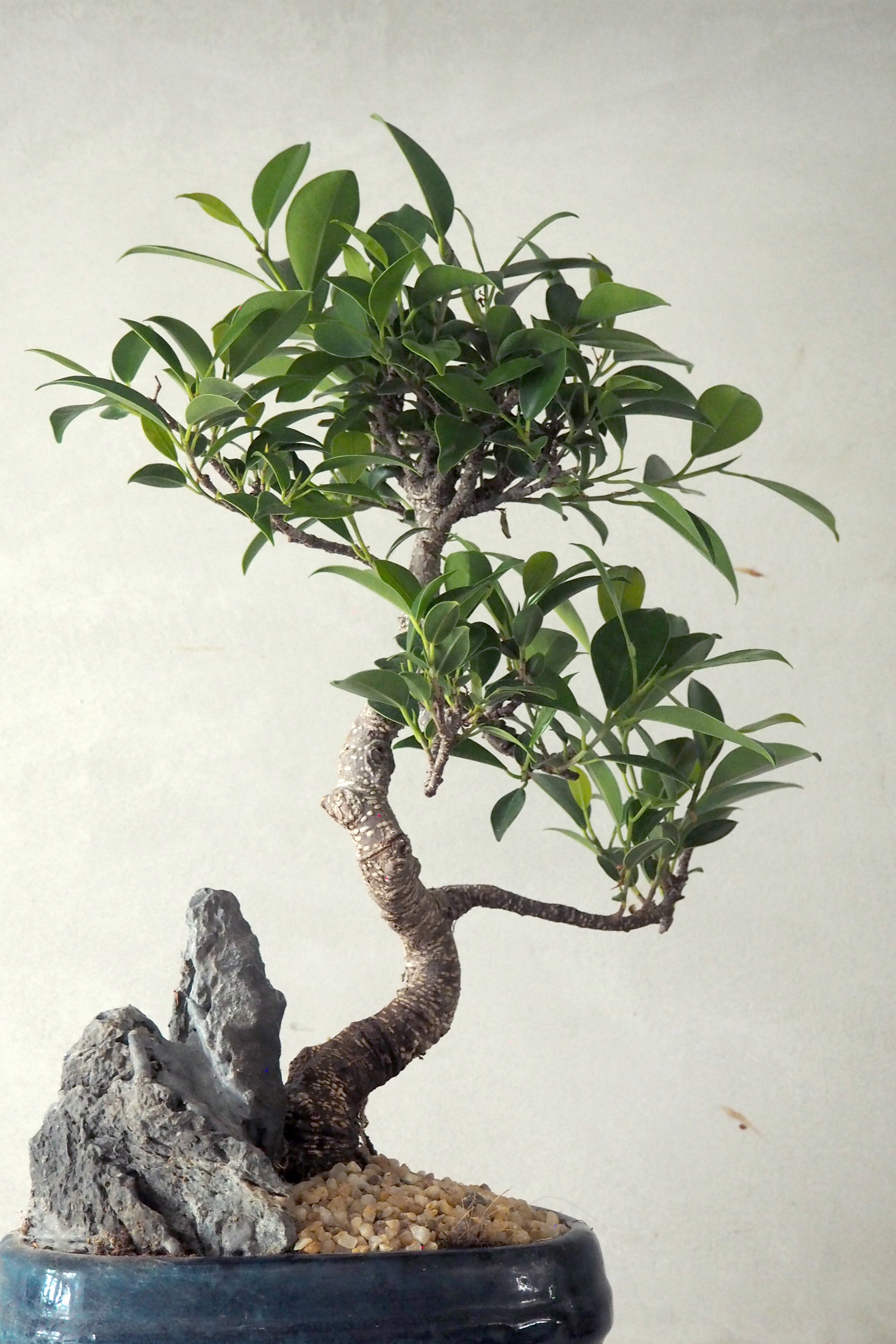 Bonsai Ficus, Blå, stor