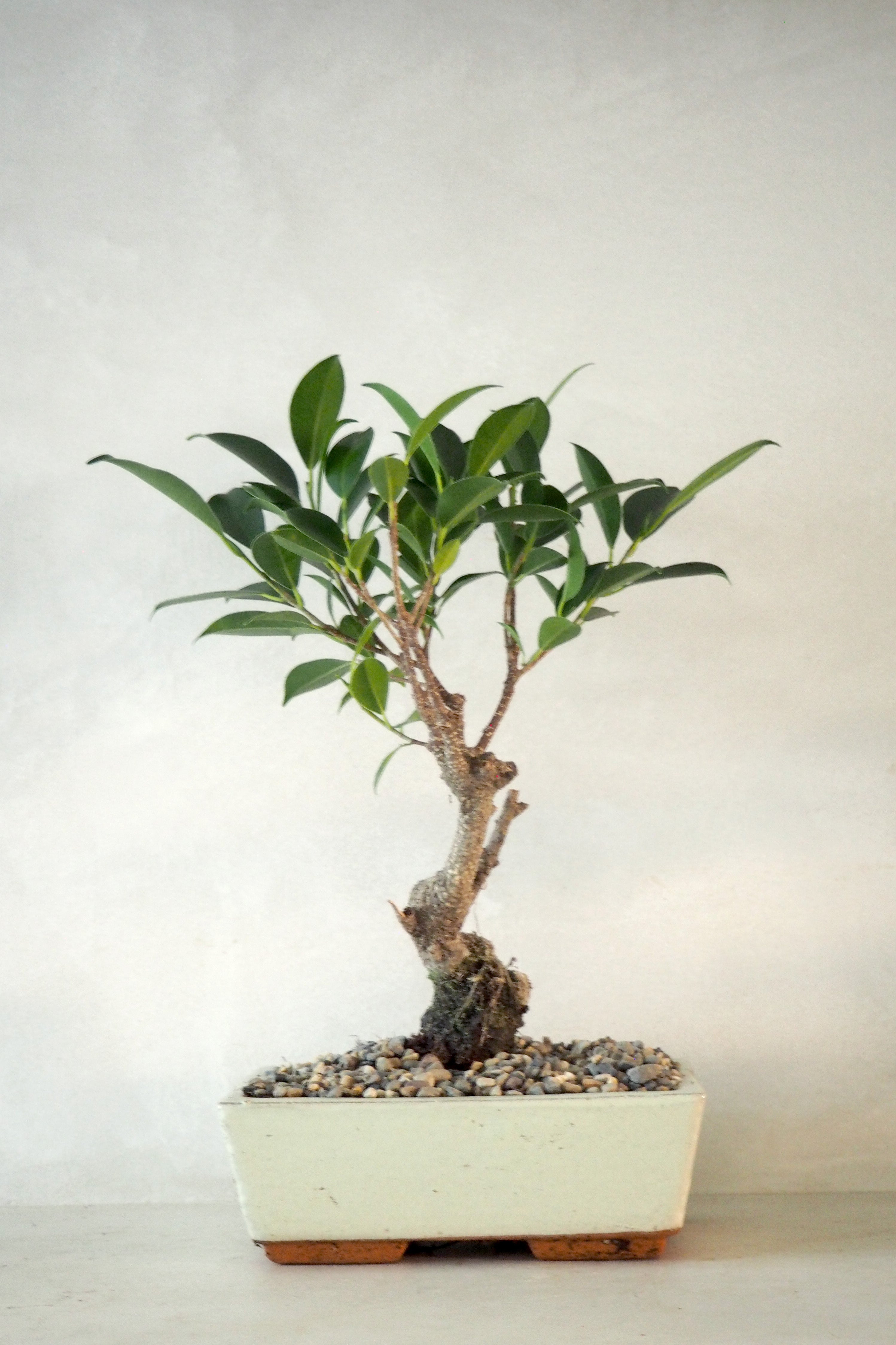 Bonsai Ficus, beige, large