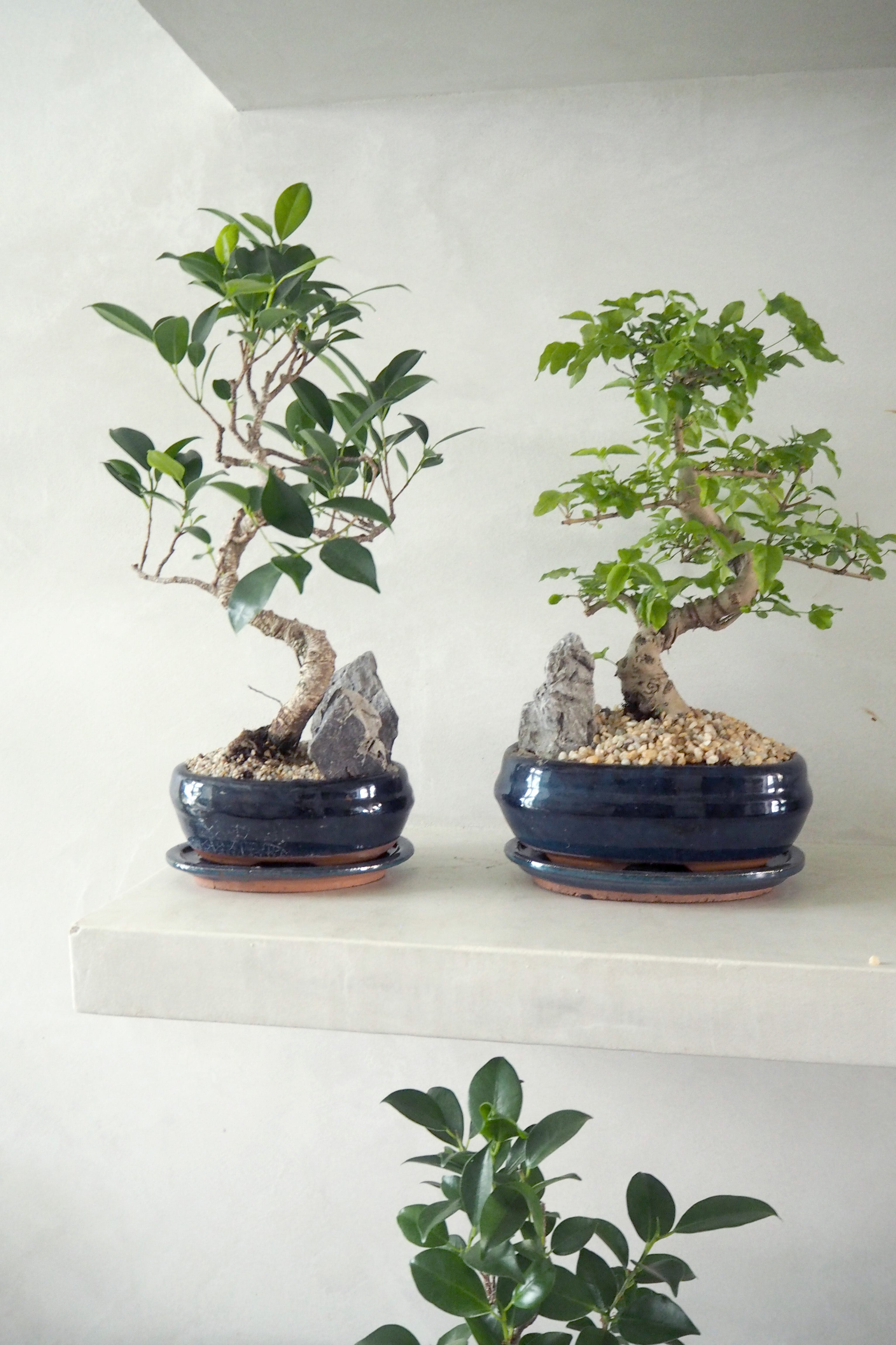 Bonsai Ficus, medium