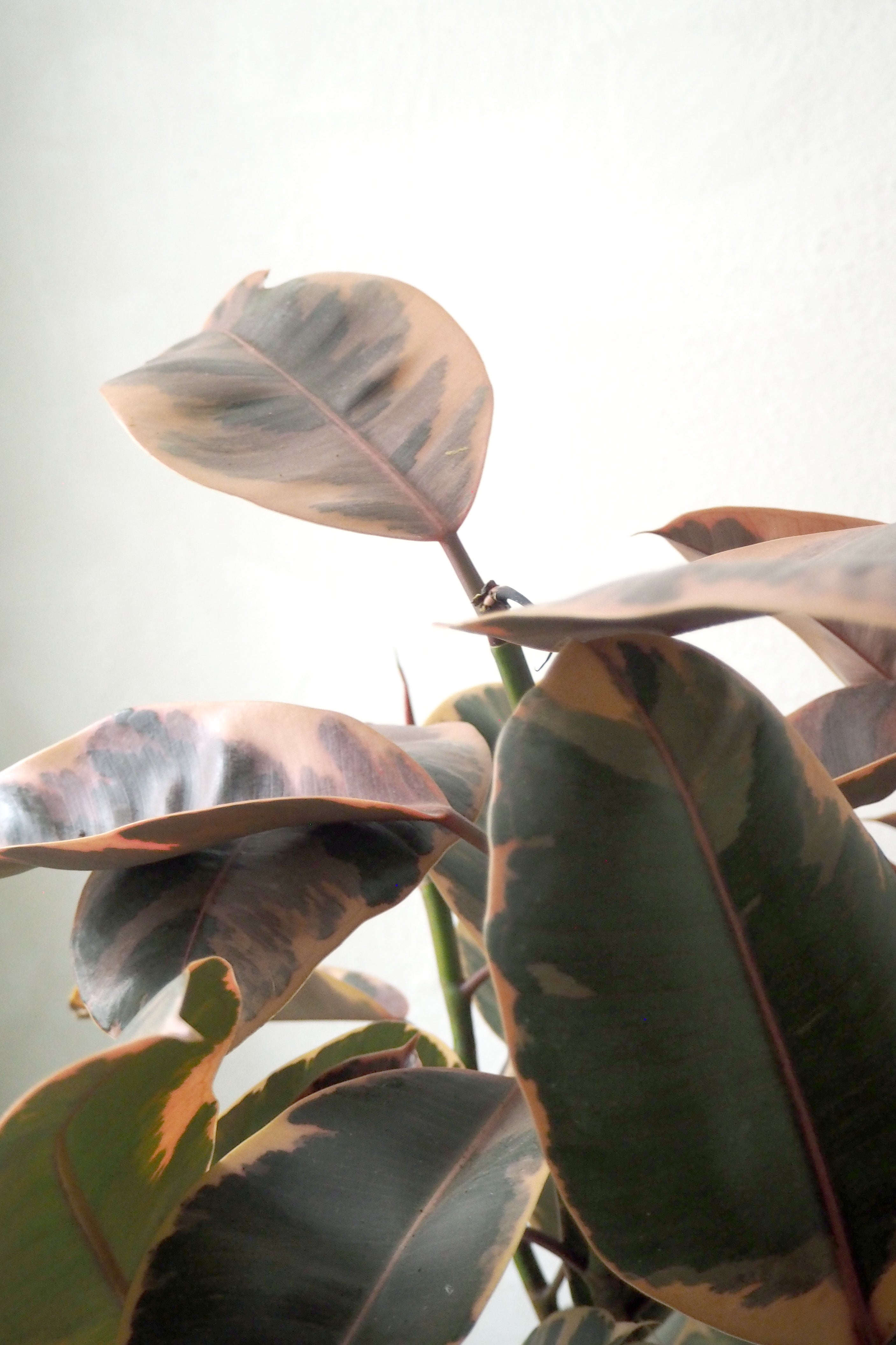 Ficus Robusta Ruby