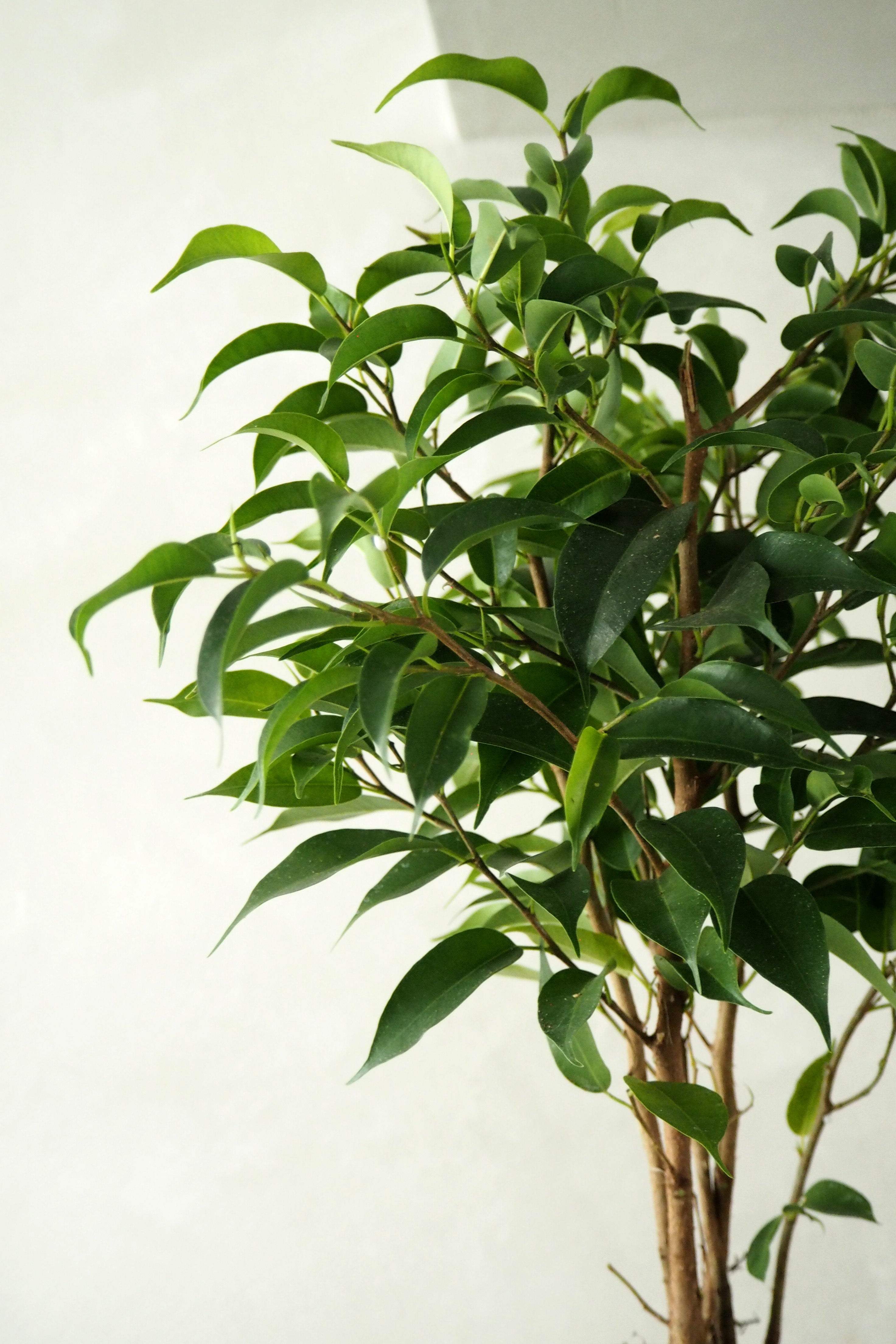 Ficus benjamina natasja