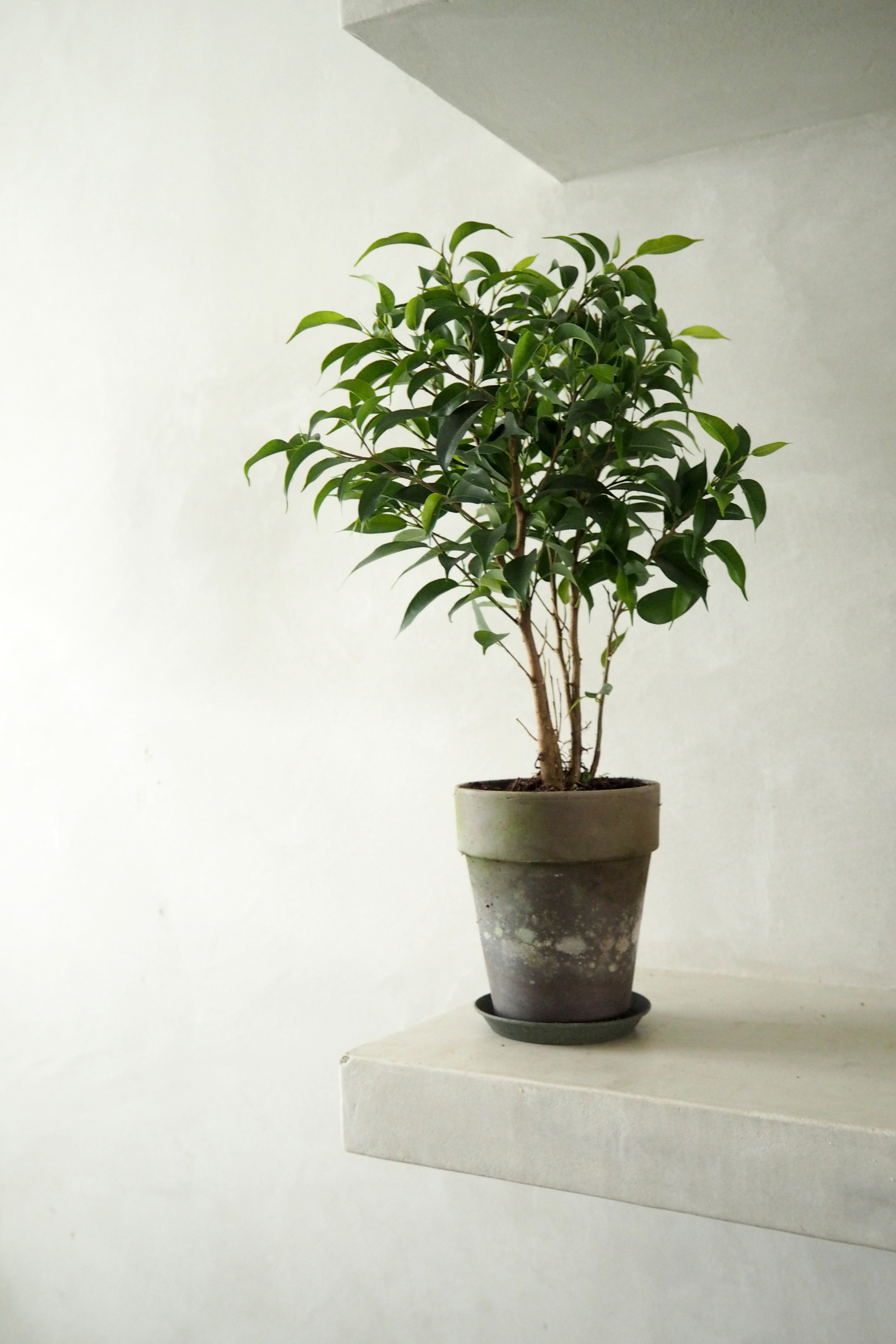 Ficus benjamina natasja