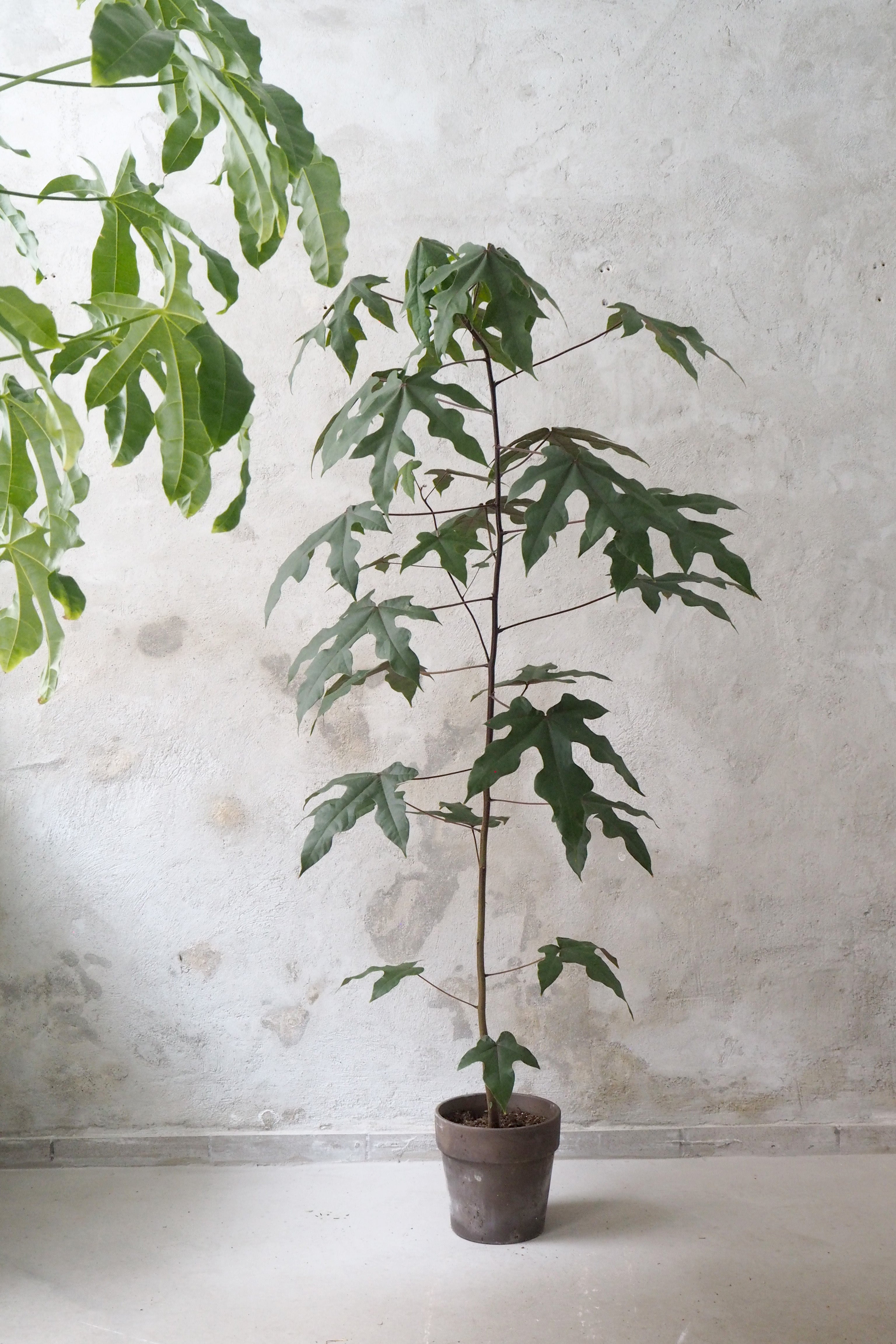 Kærlighedstræ (Fingerblad) medium