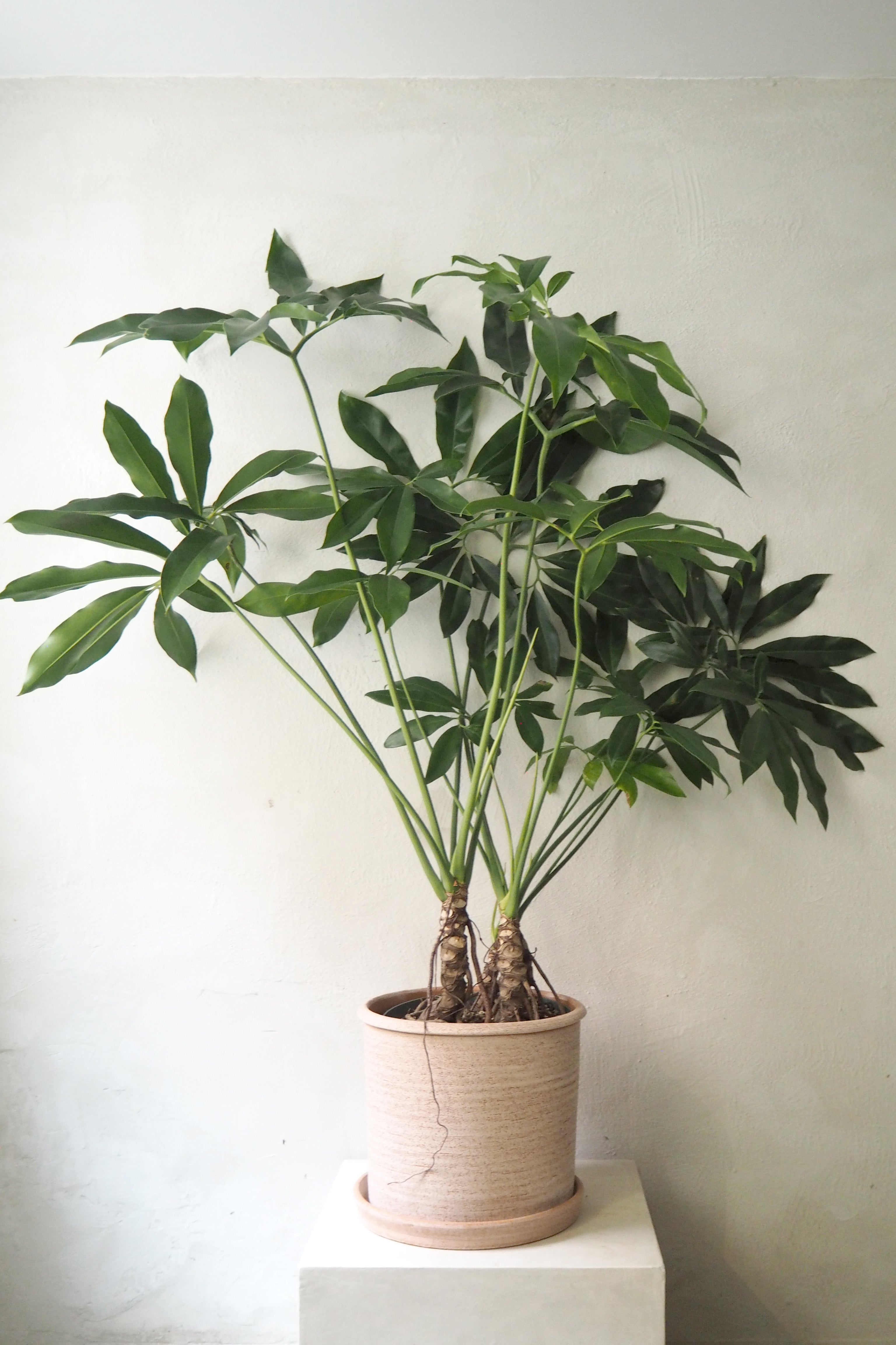 philodendron fun bun Philodendron Fun Bun – Plant København