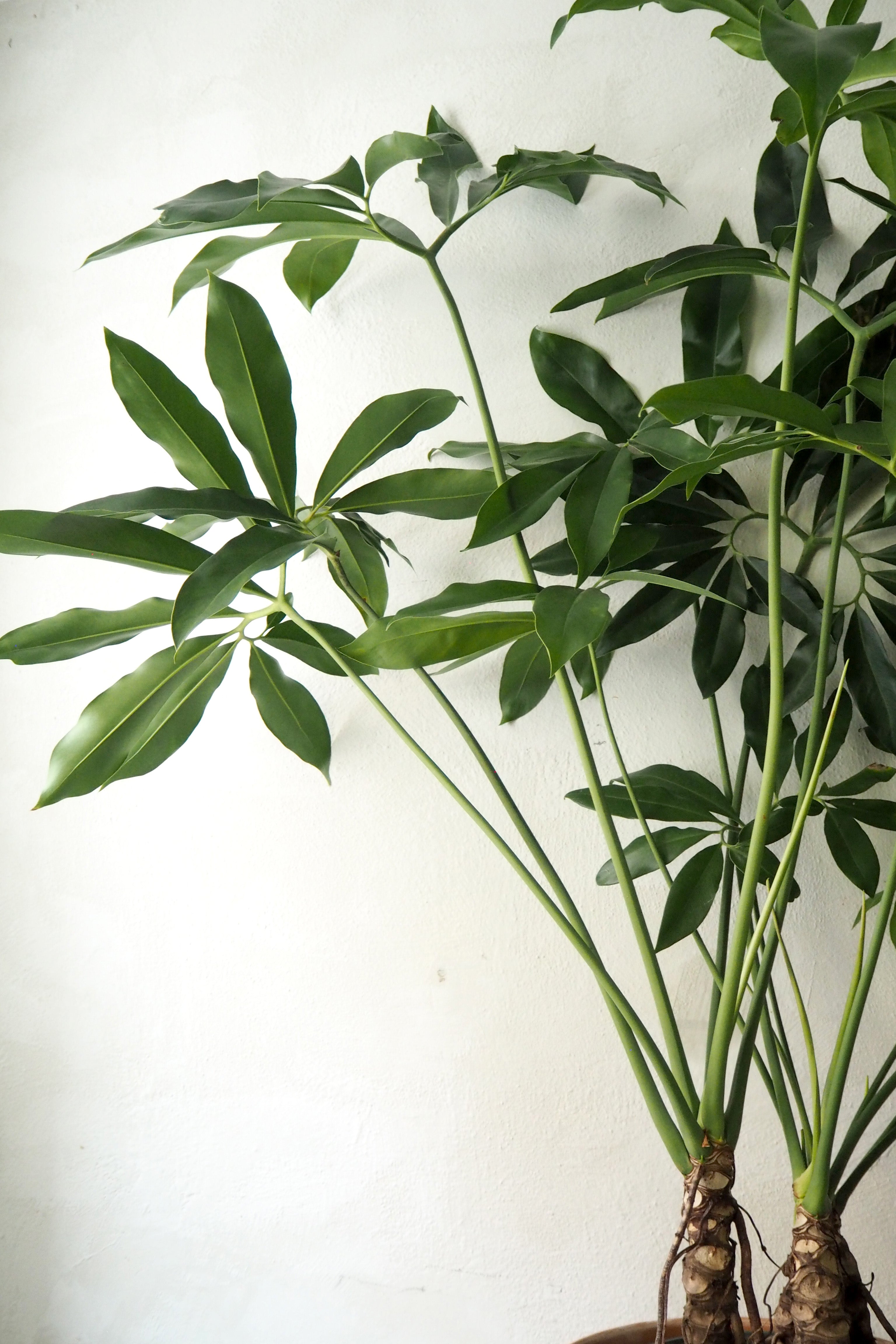 Philodendron Fun Bun