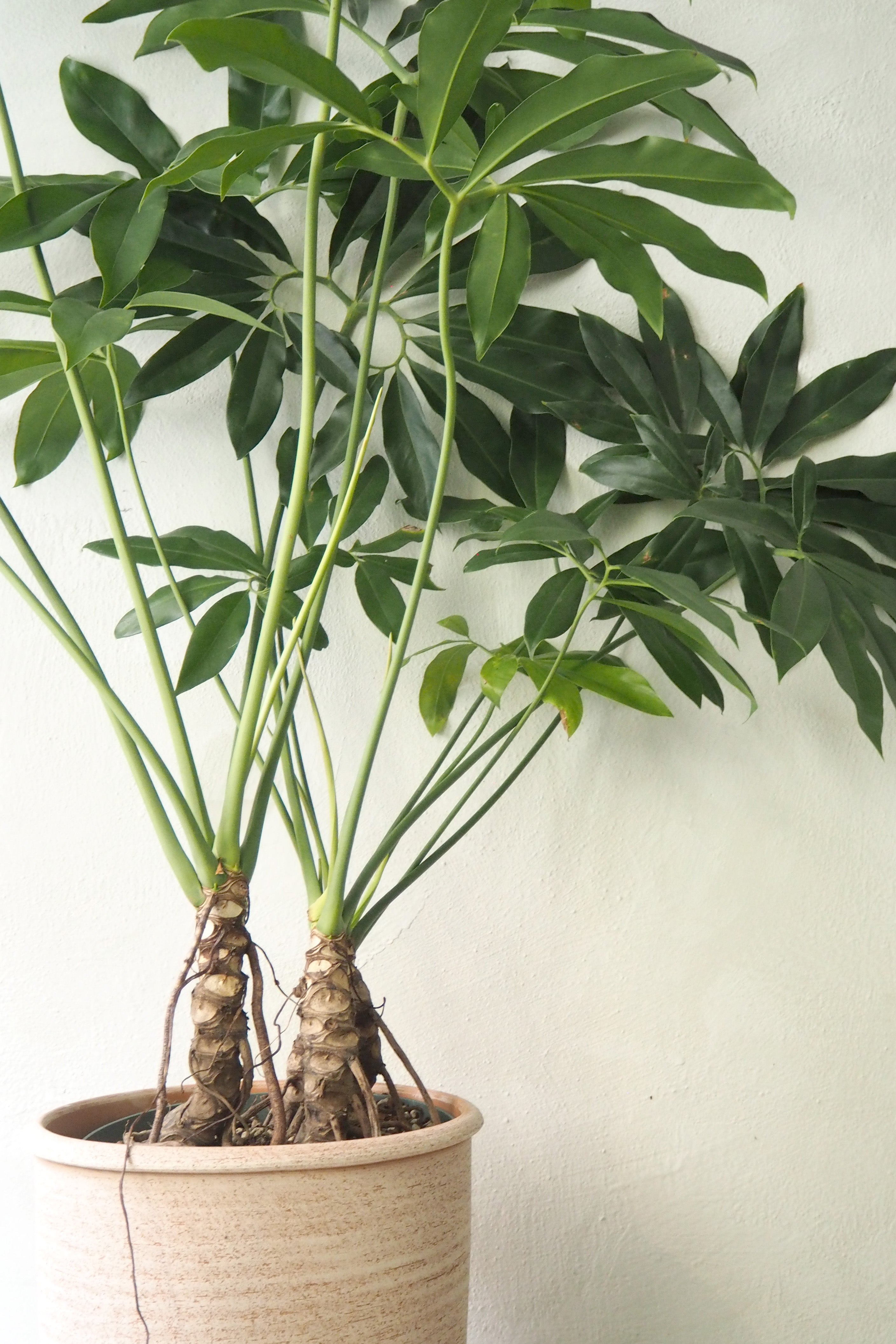 Philodendron Fun Bun