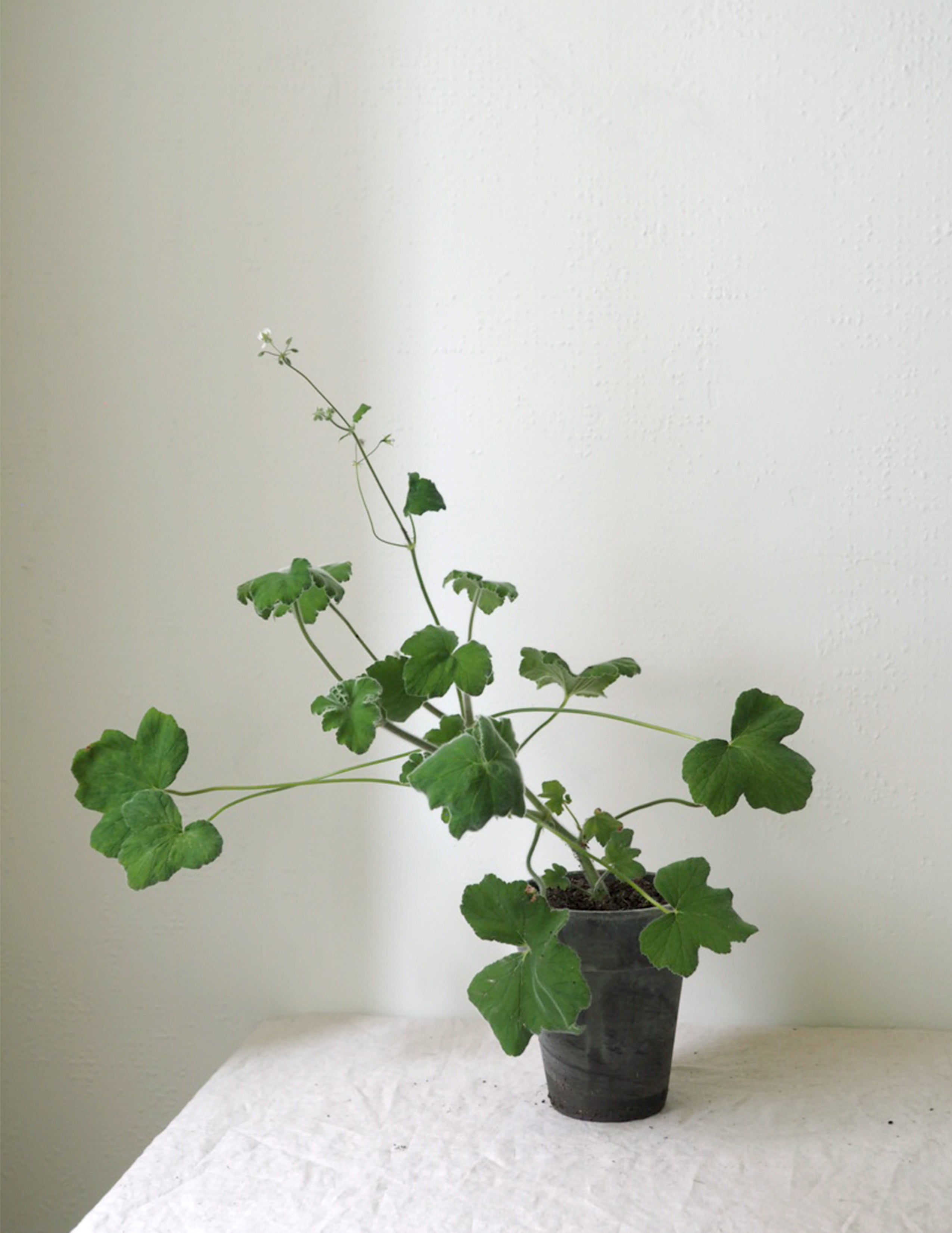 Pelargonium Tomantose